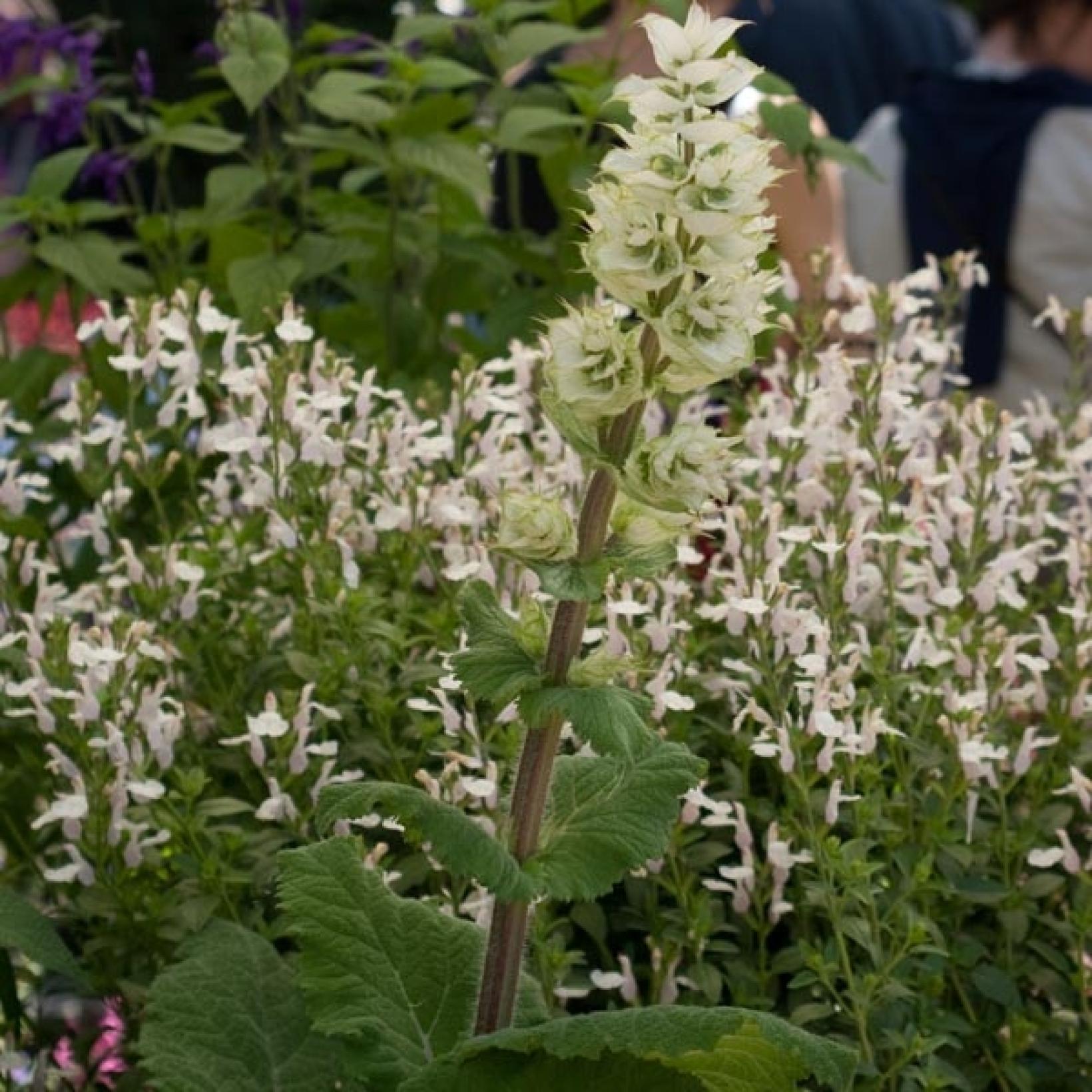 Sauge Sclar e Salvia Sclarea Vatican White Une Aromatique Fleurs sauge-sclar-e-salvia-sclarea-vatican-white-une-aromatique-fleurs
