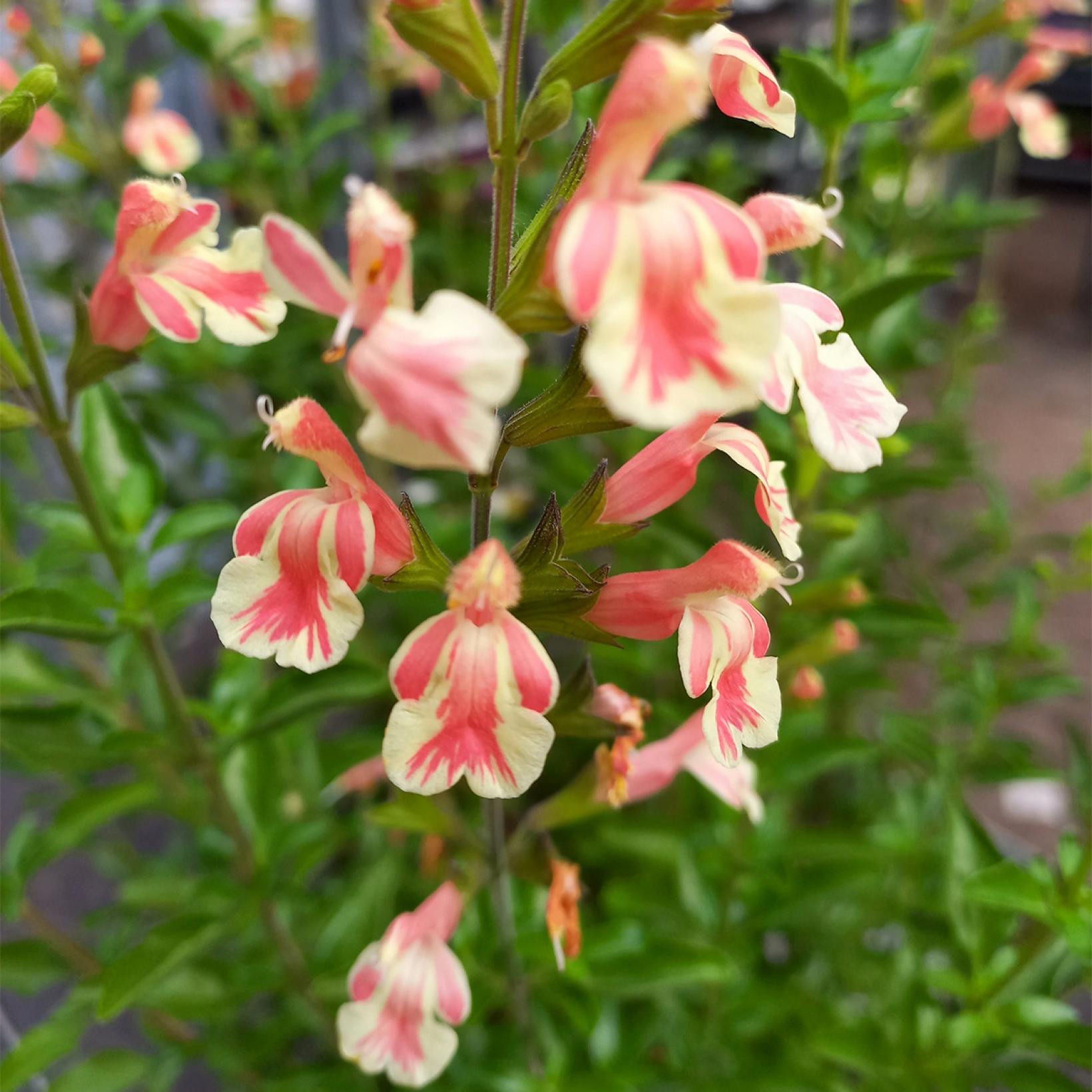 Salvia jamensis Belle de Loire Sauge arbustive aux fleurs bicolores — free download