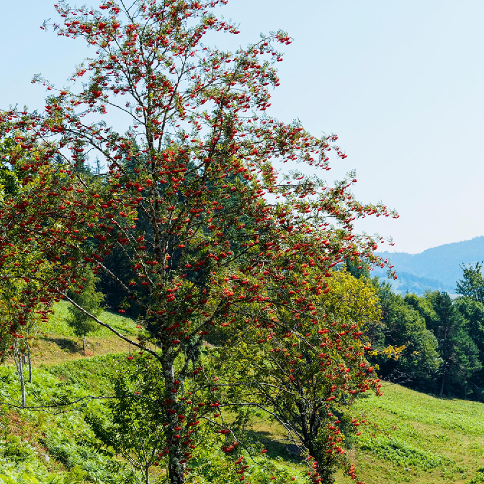Sorbus aucuparia Wettra Sorbier des oiseleurs au port dressé — free download