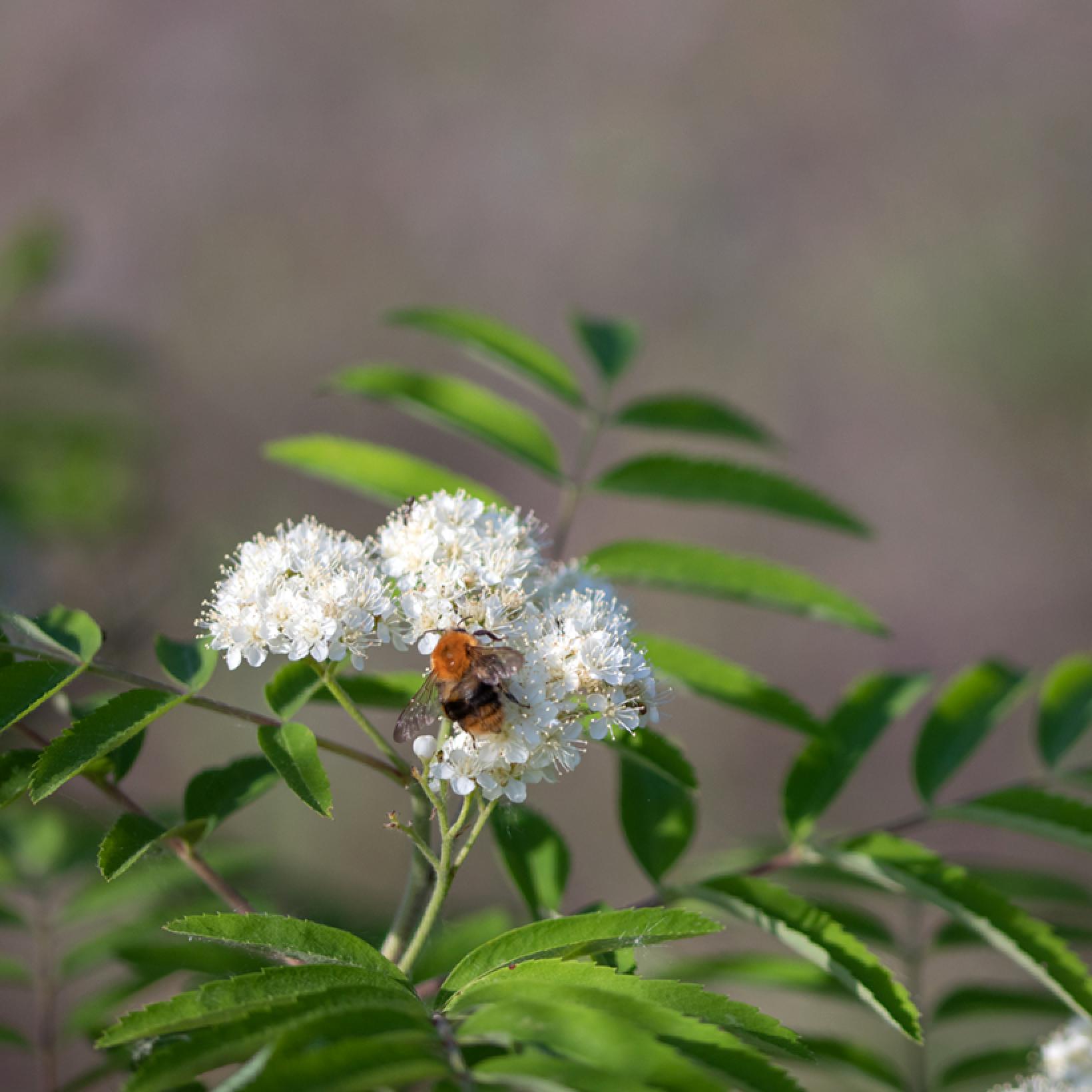 Sorbus aucuparia Wettra Sorbier des oiseleurs au port dressé — free download
