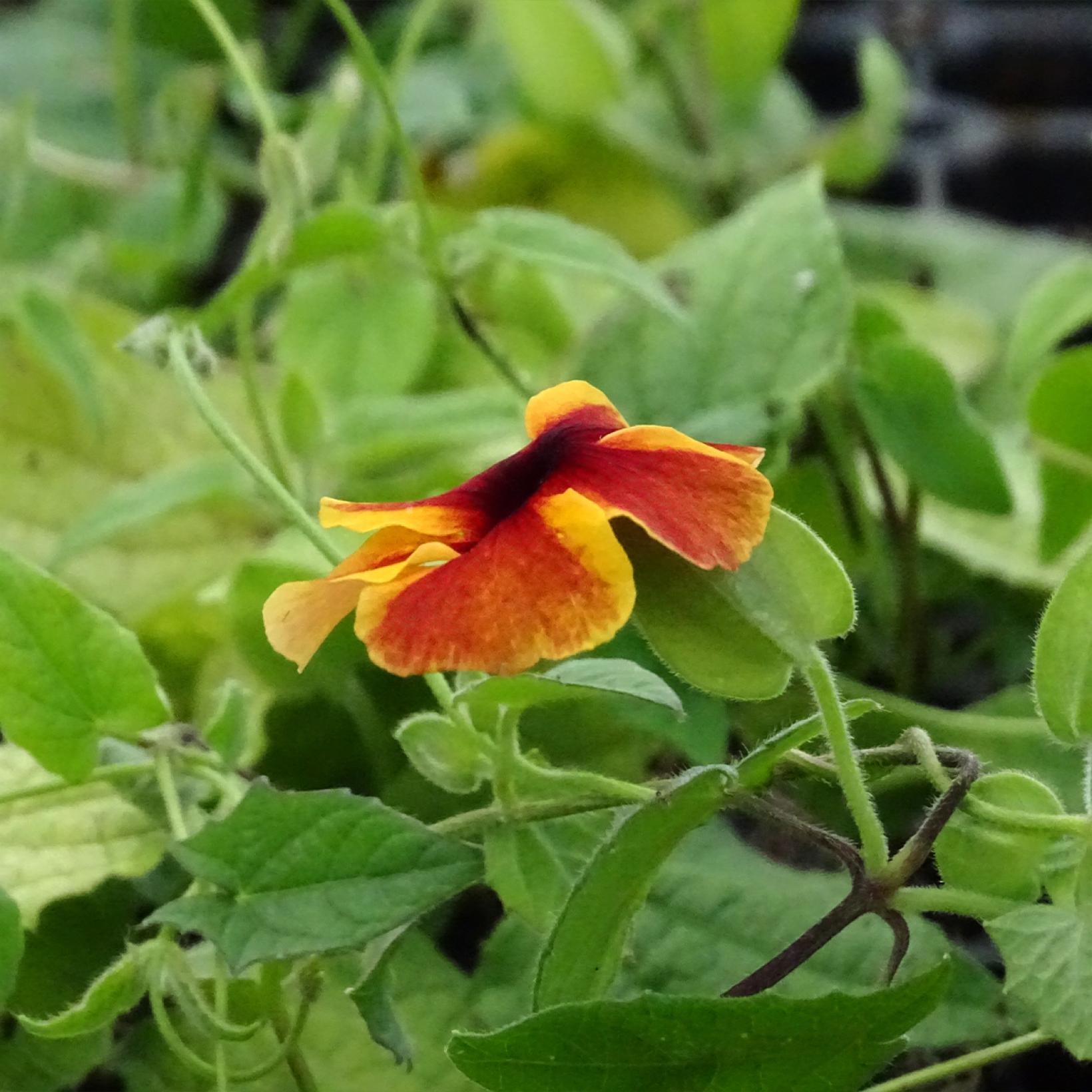 Thunbergia grimpant aux yeux