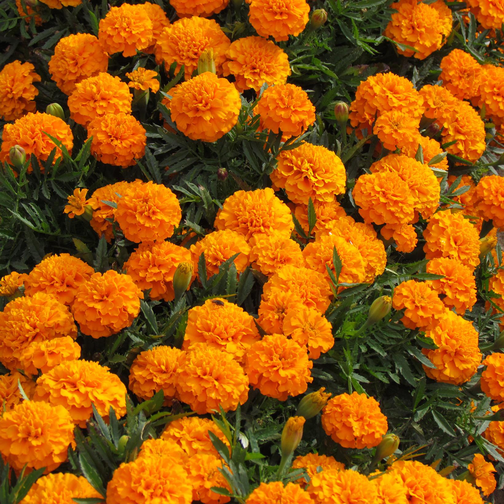 illet-d-inde-tag-te-boy-o-boy-orange-tagetes-patula-longue