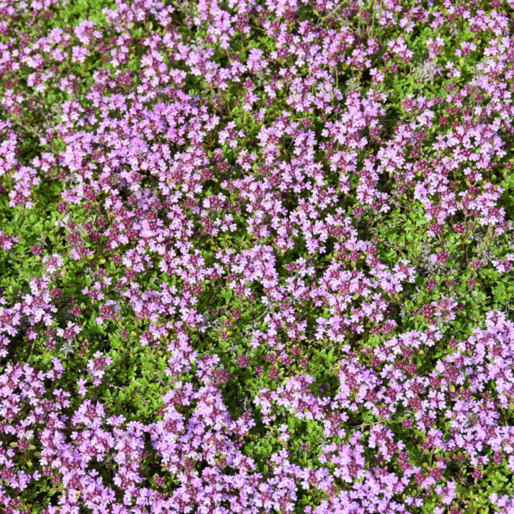 Thymus praecox Red Carpet Variété de Thym précoce à floraison rouge rosé