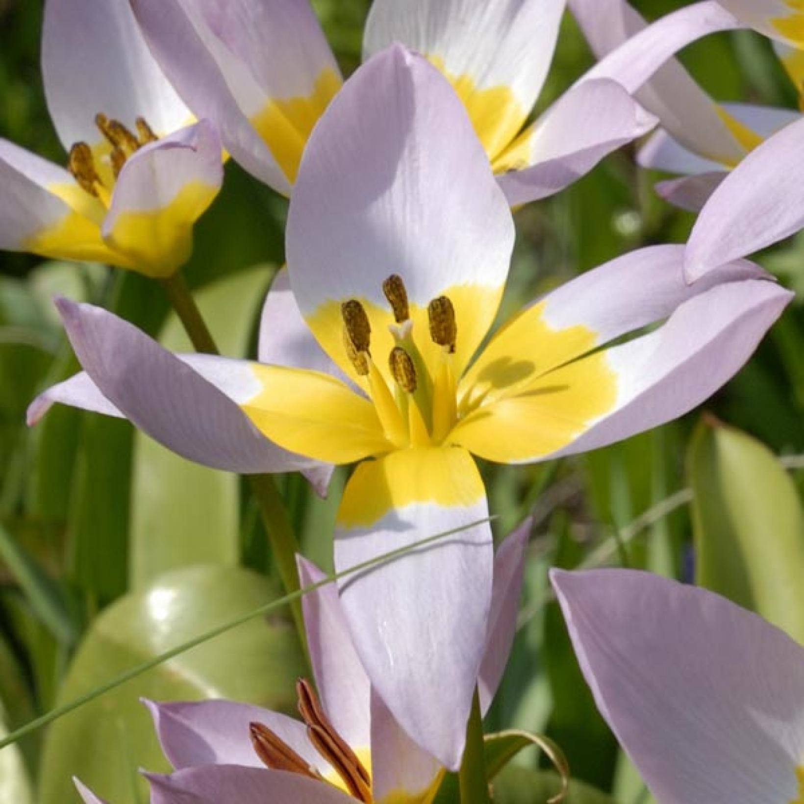 Tulipe Botanique 'Bakeri Lilac Wonder' - Jardin Du Pic Vert