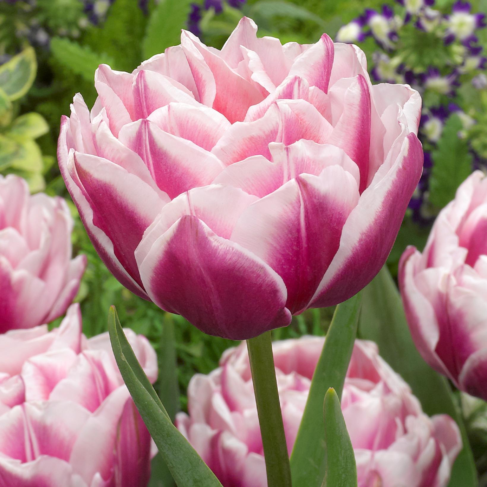 Tulipe Fantasy Lady Bulbe Vari t H tive Fleur Double Teint e De tulipe-fantasy-lady-bulbe-vari-t-h-tive-fleur-double-teint-e-de