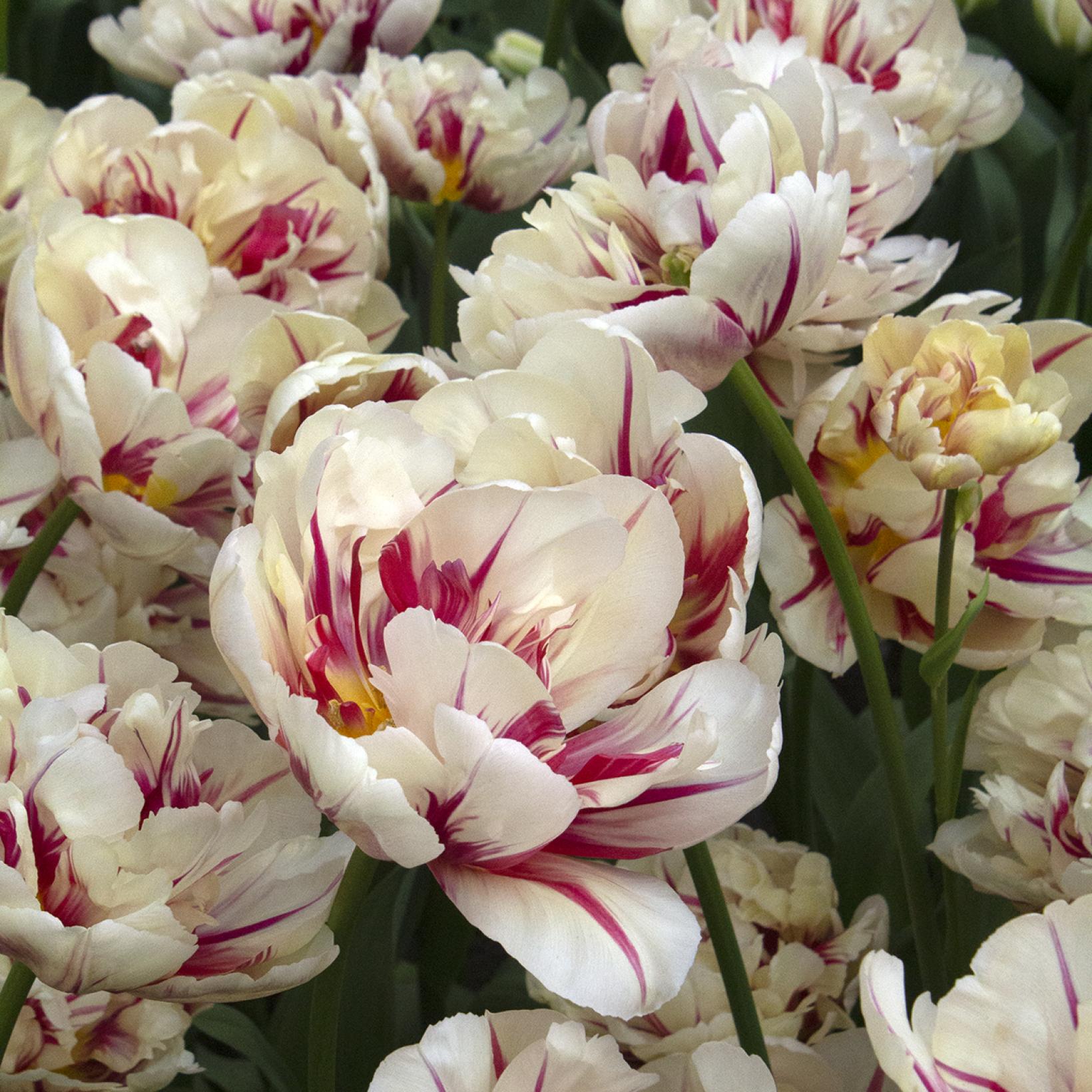 tulip flaming margarita