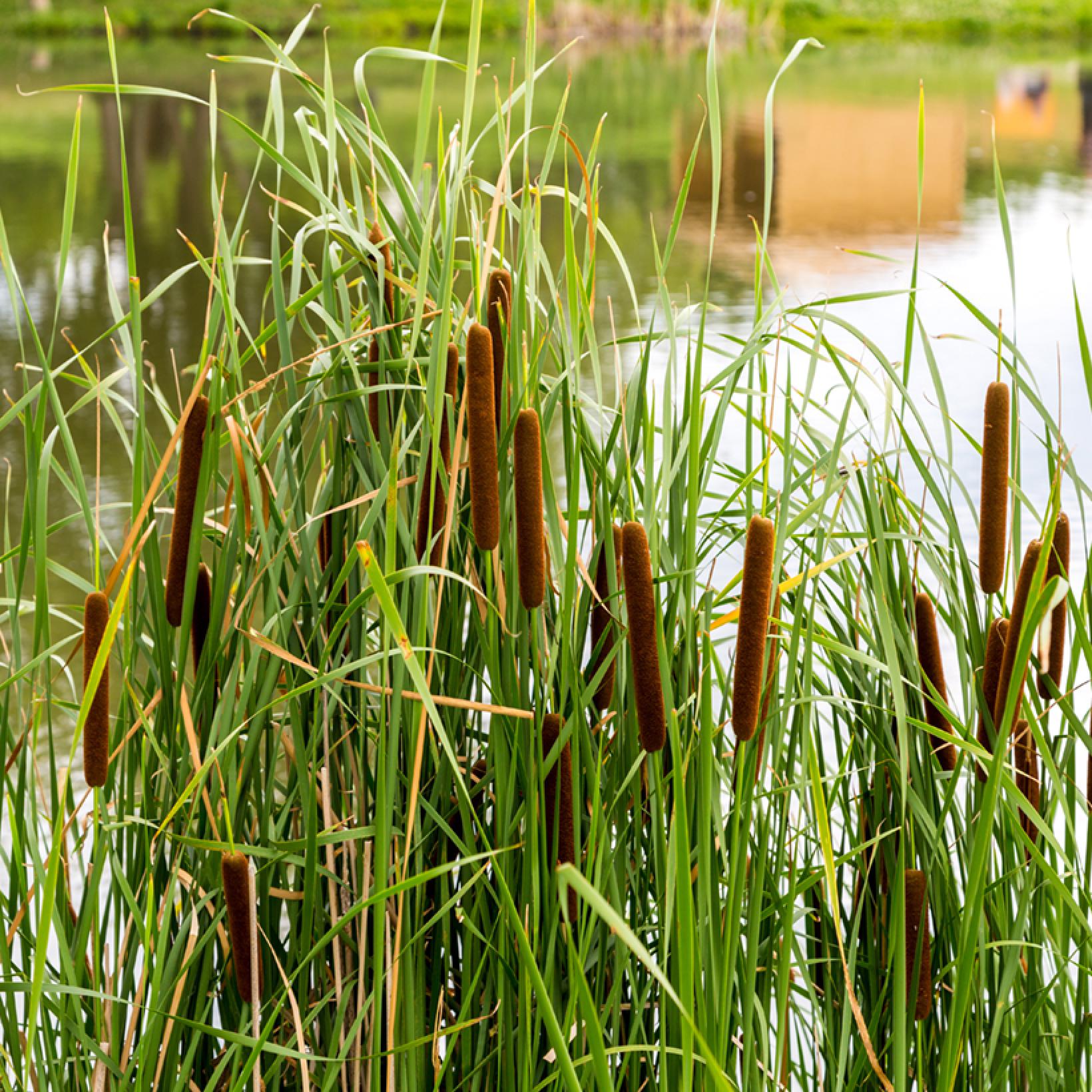 typha 2