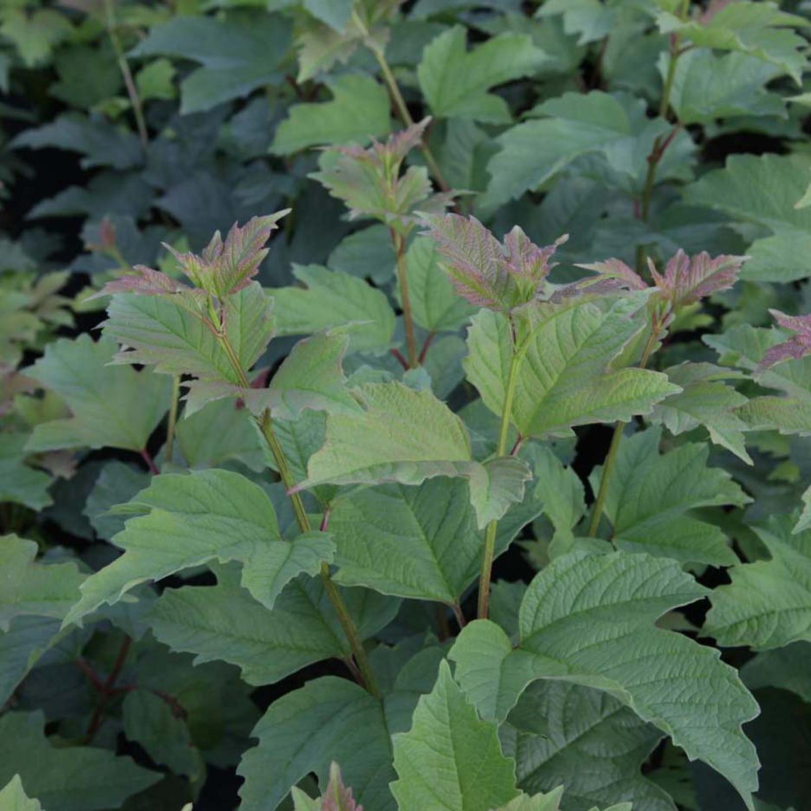 Viburnum trilobum Wentworth Viorne trilobée très coloré en automne