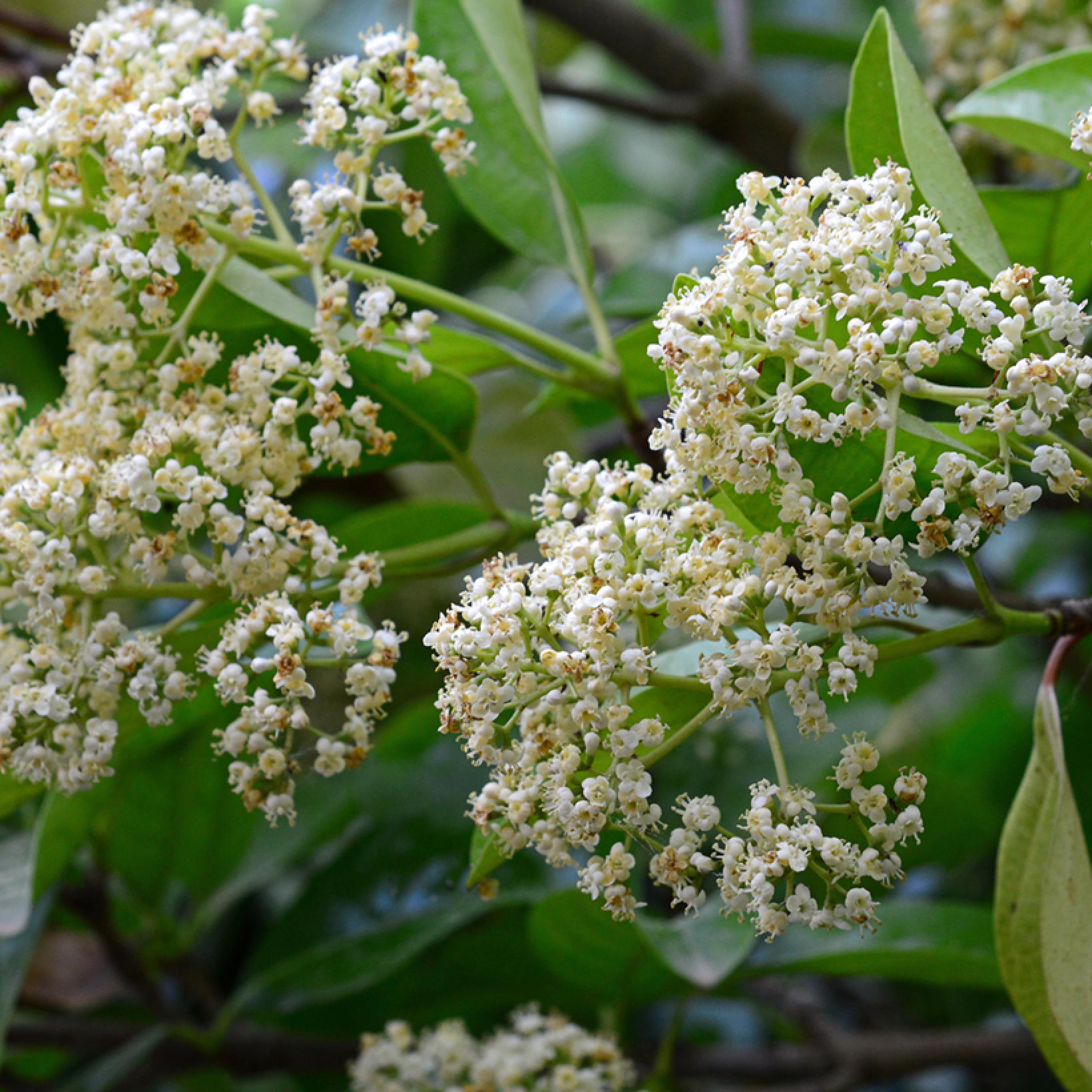 Viburnum odoratissimum Viorne odorante Arbuste persistant à fleurs — free download