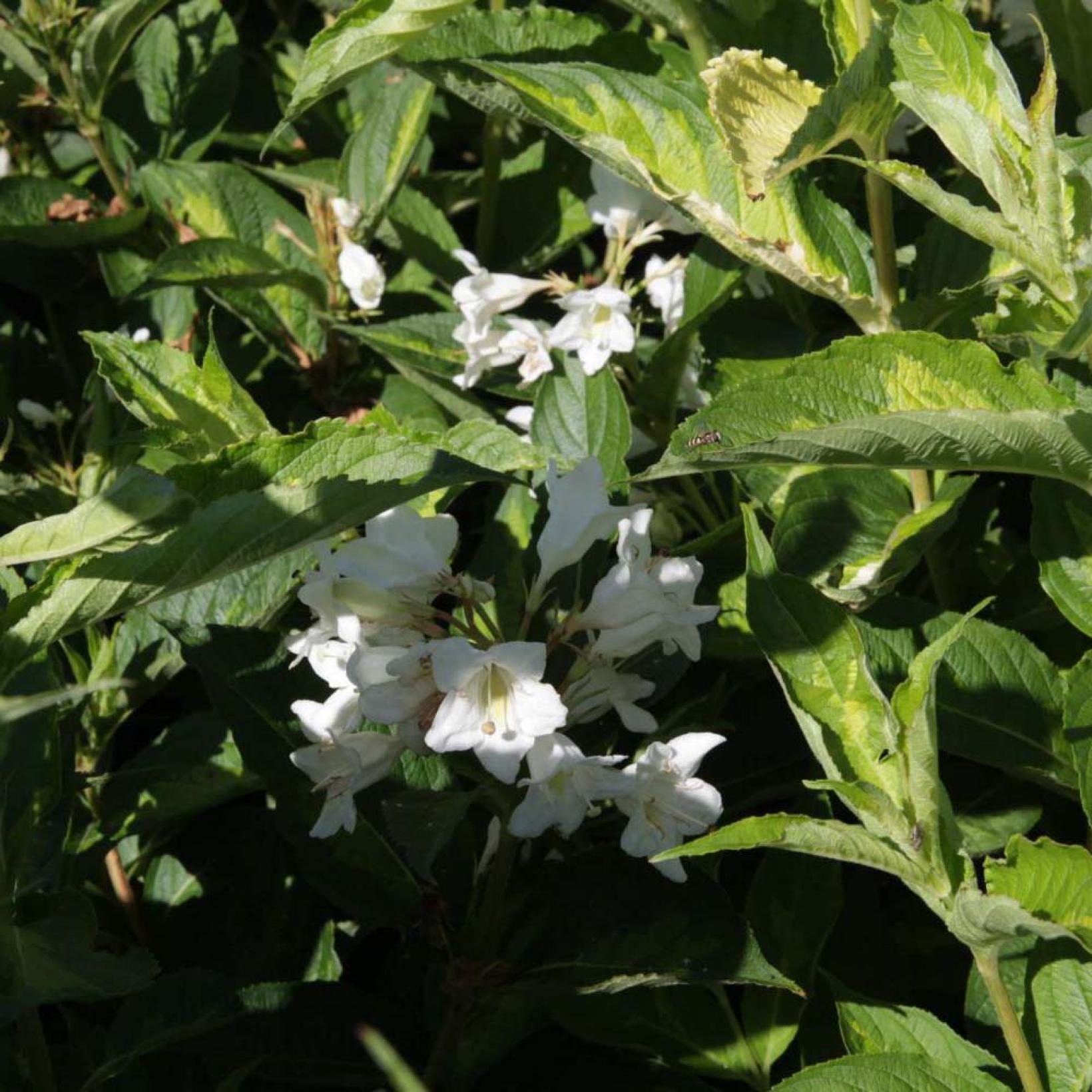 Weigela Milk and Honey Arbuste vert et jaune à floraison blanche