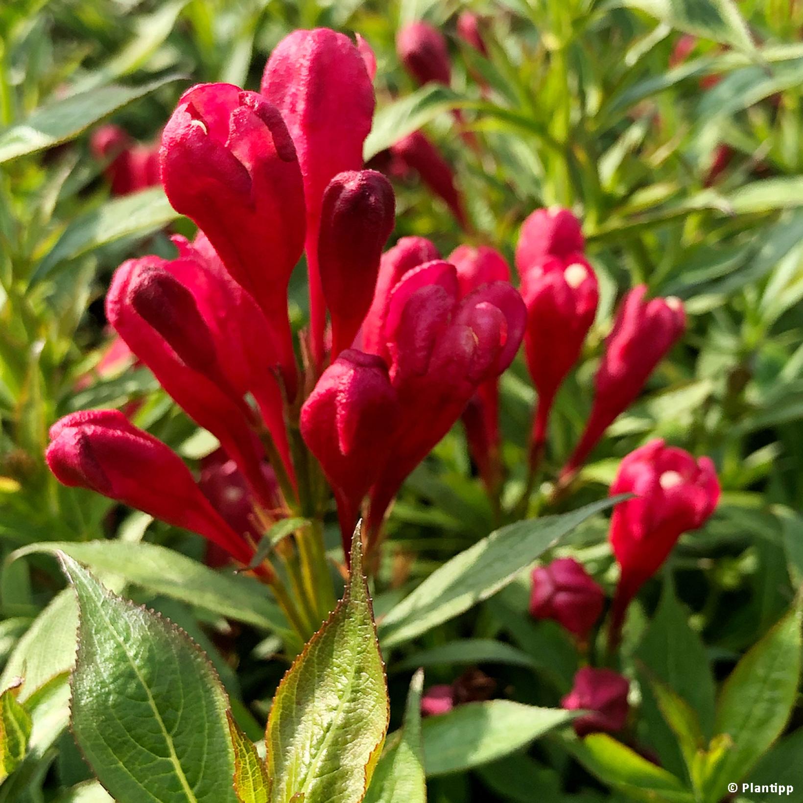 Weigela Picobella Rosso Weigélia nain à floraison rouge longue et