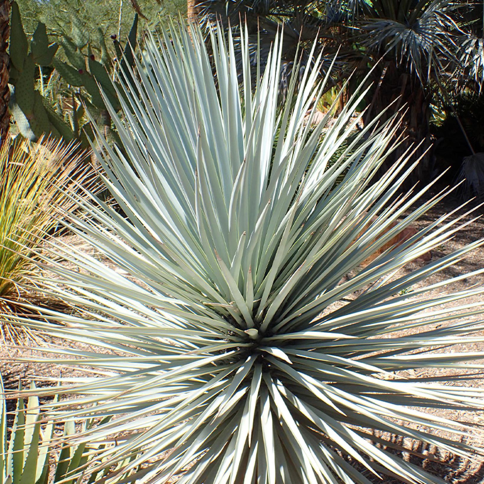Yucca rigida Blue Sentry - Yucca sentinelle bleue - Variété plus bleue ...