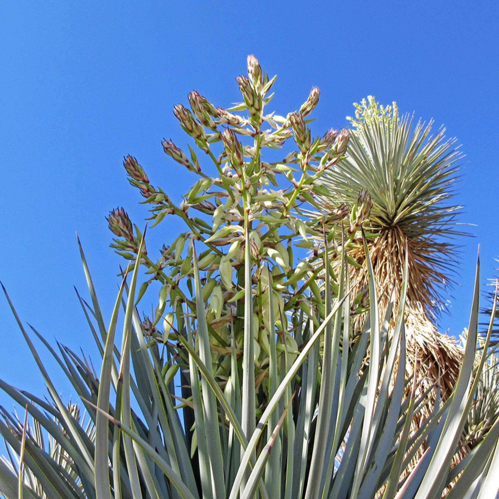 Yucca rigida Blue Sentry - Yucca sentinelle bleue - Variété plus bleue ...