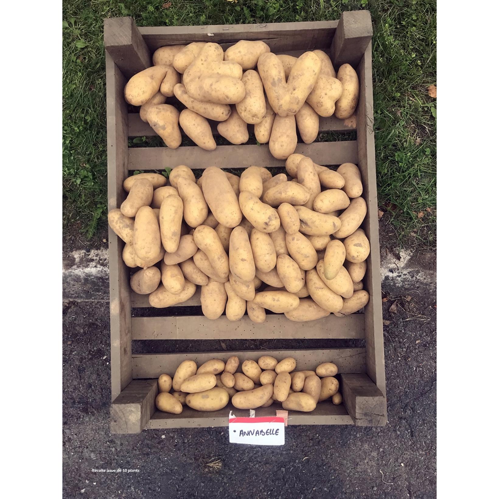 Pomme de terre Annabelle plants précoce à chair ferme — free download