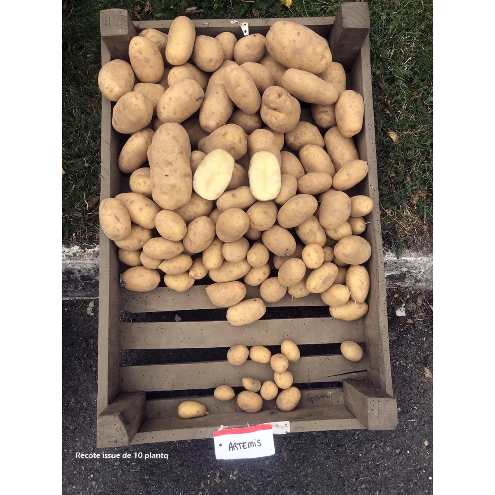 Pomme de terre Artemis Plants potagers