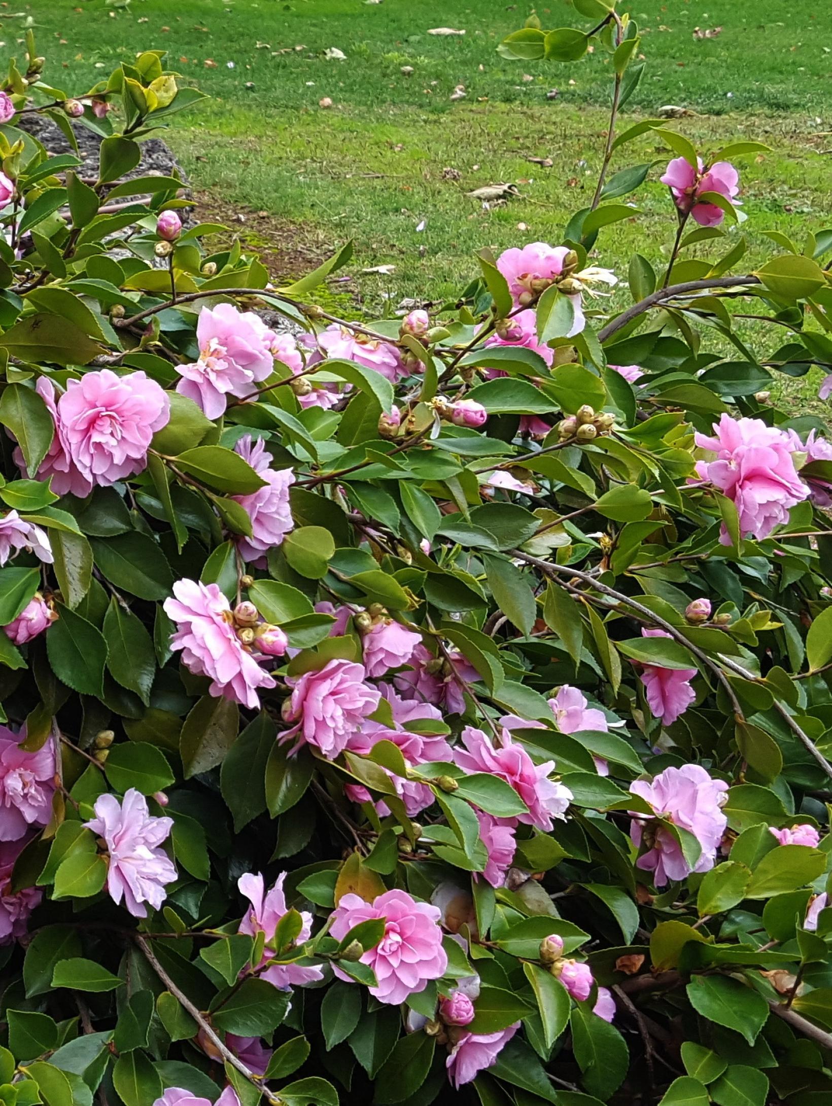 Camellia sasanqua Waterfall Pink Camélia d'automne couvresol à — free download