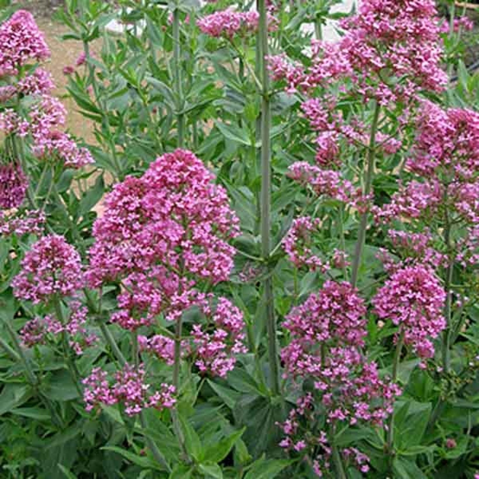 Valériane rose - Centranthus ruber Kempenhof - Une jolie vivace qui ...