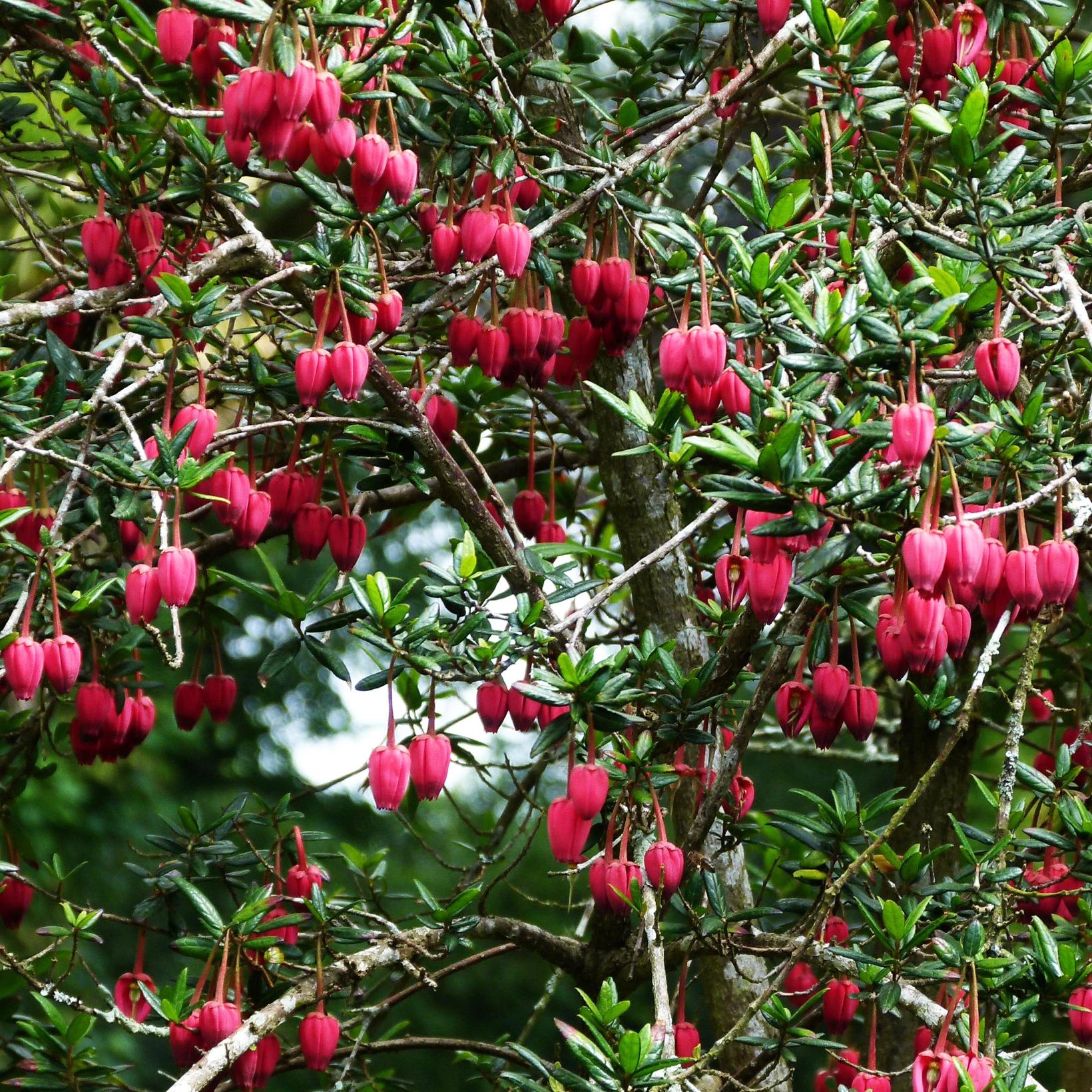 crinodendron-hookerianum-arbre-aux-lanternes-fleurs-en-clochettes