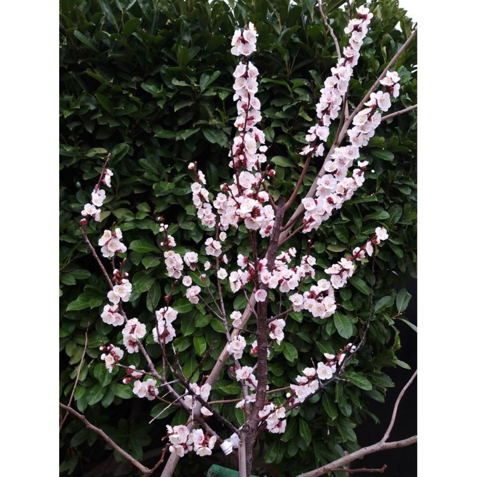 Abricotier - Prunus Armeniaca Nanum Pot De 7,5L/10L, Nain