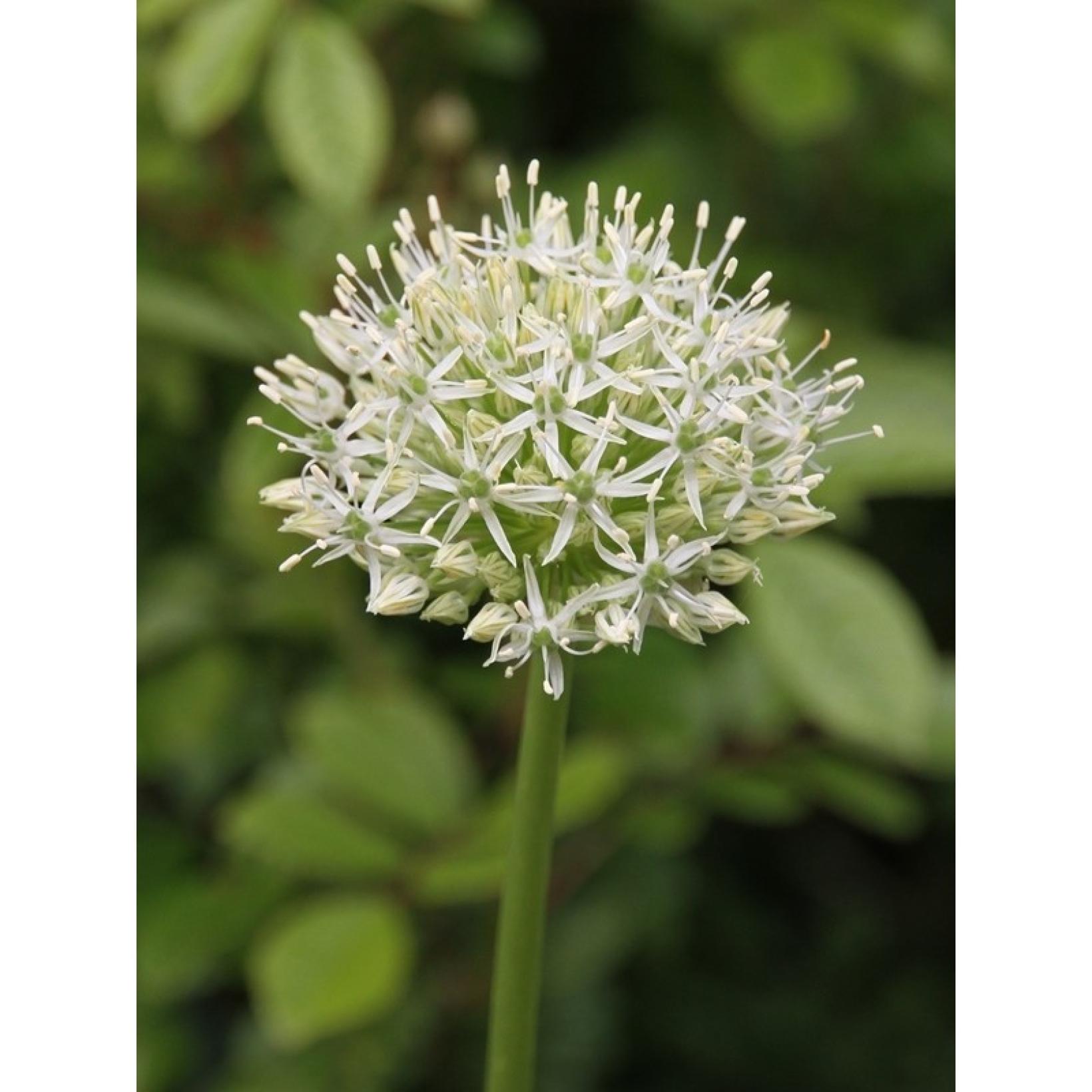 Allium stipitatum White Giant Ail d'ornement géant à fleurs blanc pur — free download