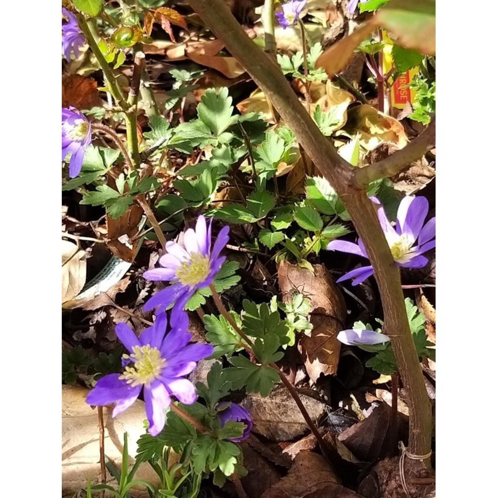 Bulbes D’Anémone Blanda Bleue – Floraison Début Printemps, Hauteur 15 Cm, Taille Bulbe 4-5 - 8