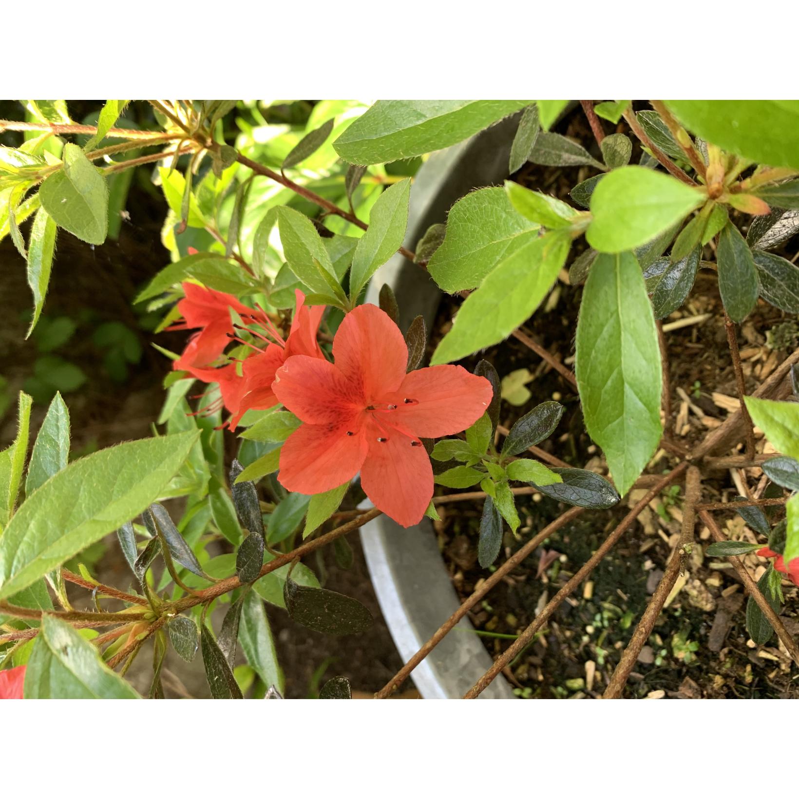 Rhododendron, Azalée - Rhododendron (Mollis Azalee) orange - Plantes pour terre de bruyère Rhododendron, Azalée - Rhododendron (Mollis Azalee) orange - Plantes pour terre de bruyère