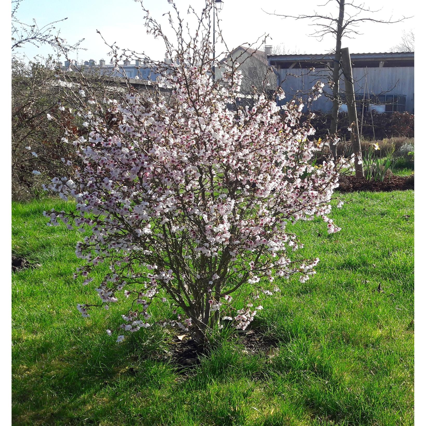 Prunus incisa Kojo-No-Mai - cerisier à fleurs du Japon nain; une jolie ...