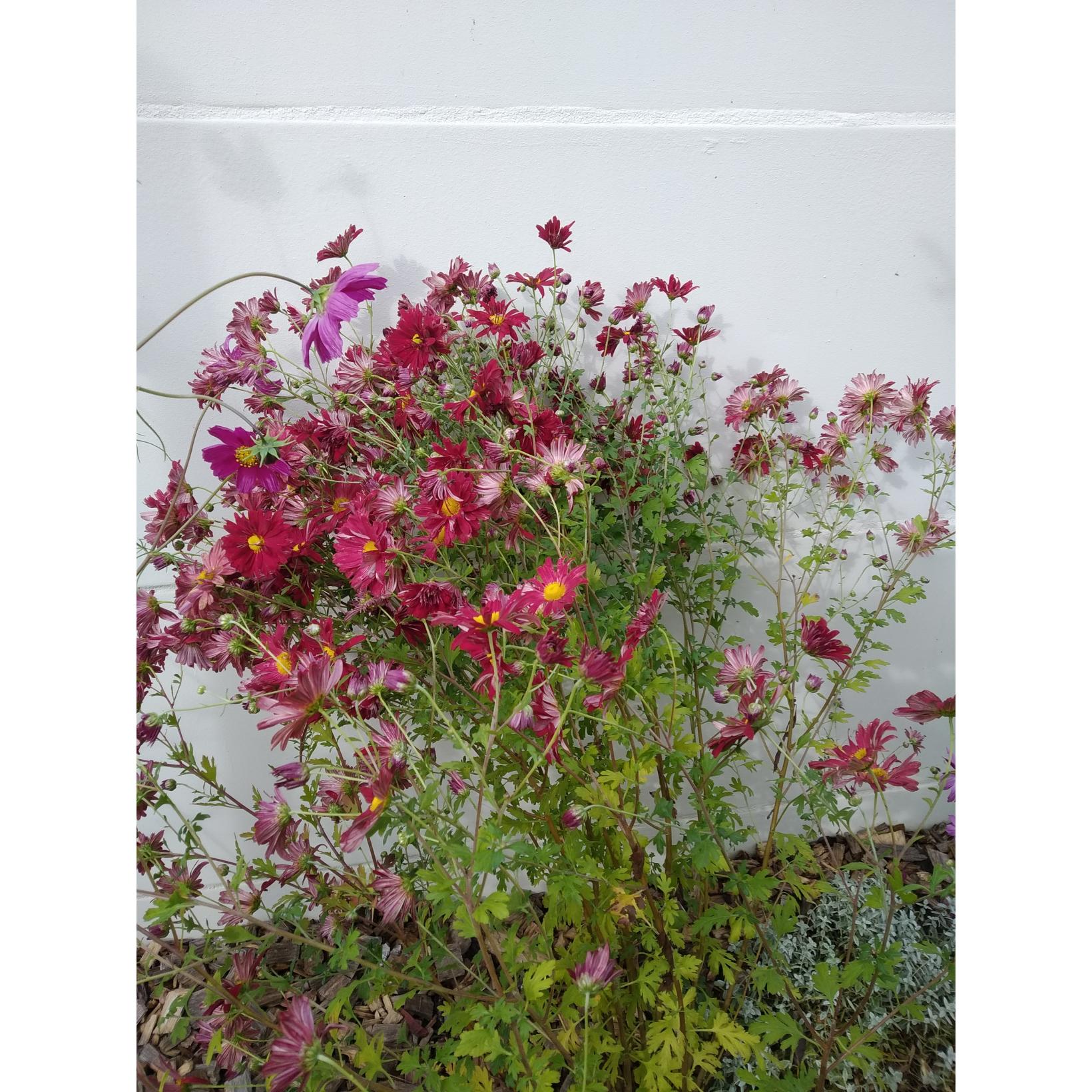 Chrysanthemum rubellum Duchess of Edinburgh Marguerite d'automne à