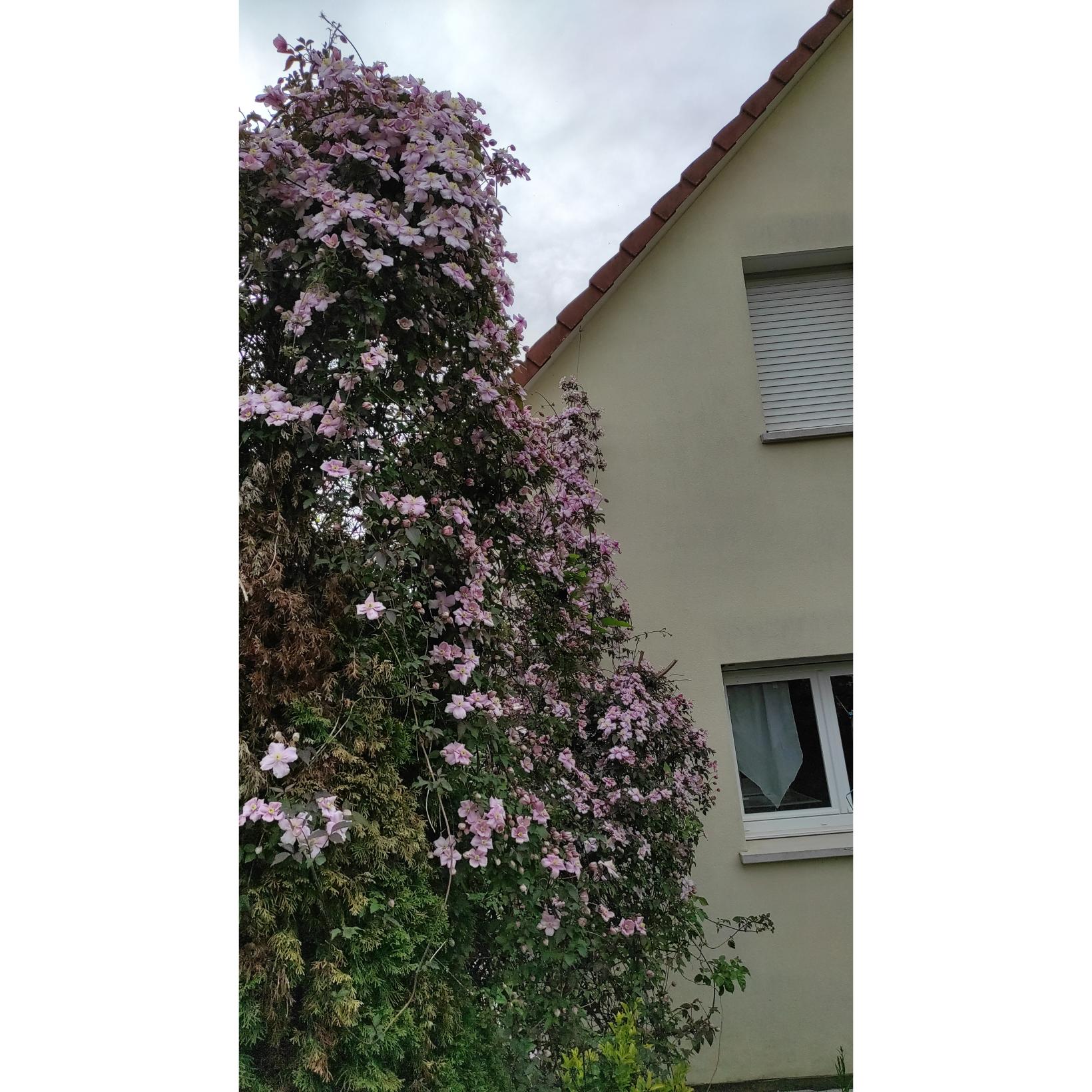 Clématite Montana Mayleen - Godet - Fleurs Roses Parfumées - Grimpante 5-8m - Floraison Avril-Mai