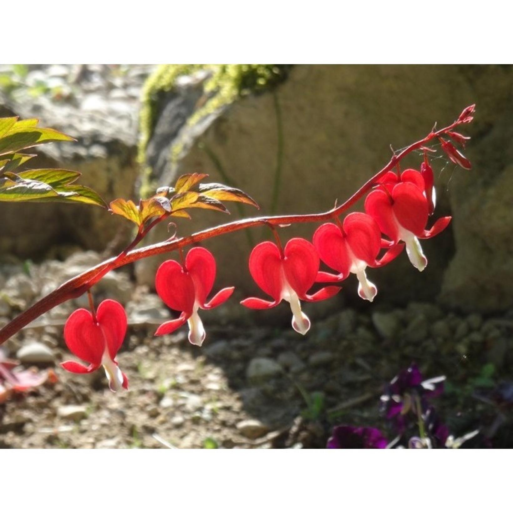 Dicentra spectabilis Valentine Cœur de Marie compact, vivace, à — free download