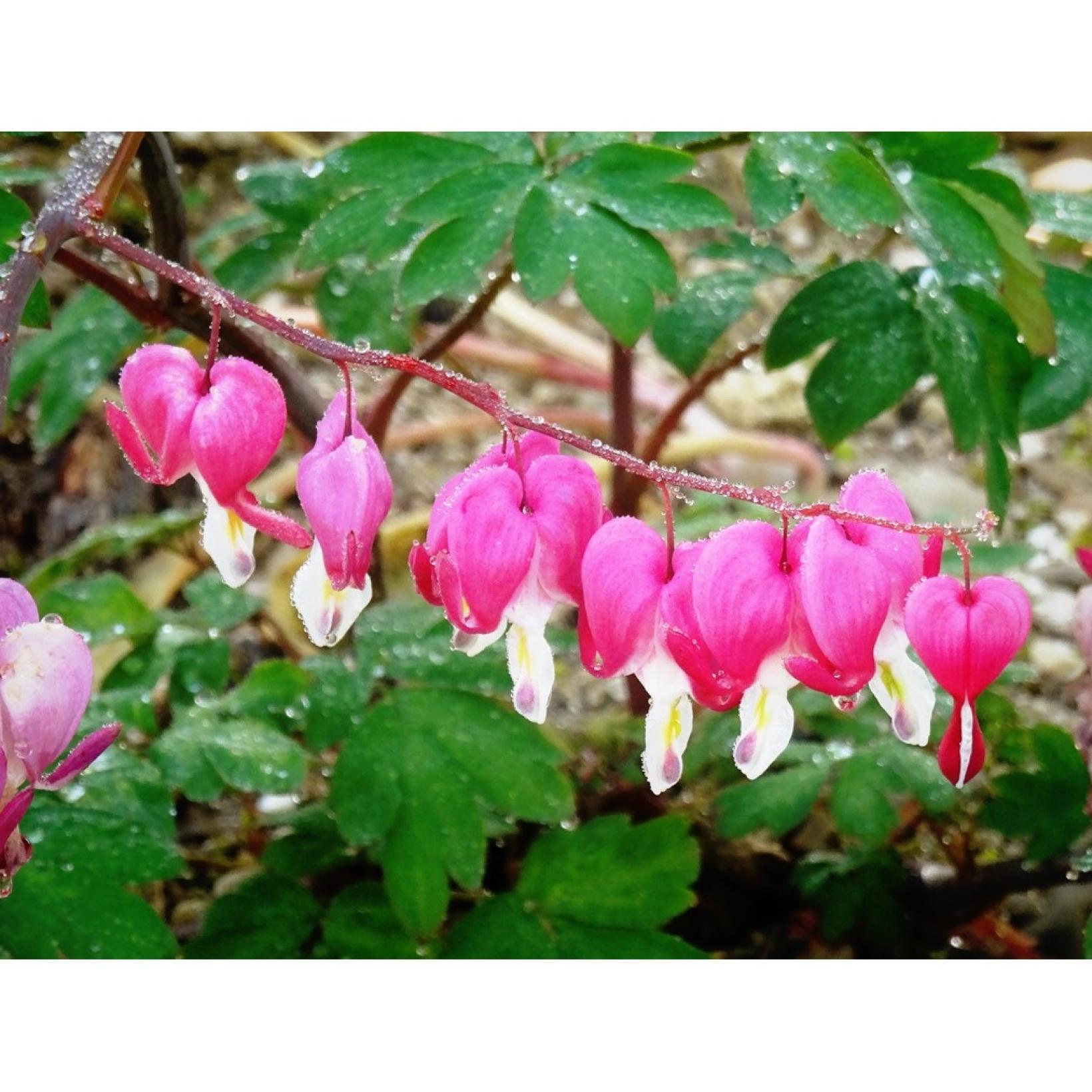 Dicentra spectabilis Cœur de Marie D'adorables fleurs en forme de cœur — free download