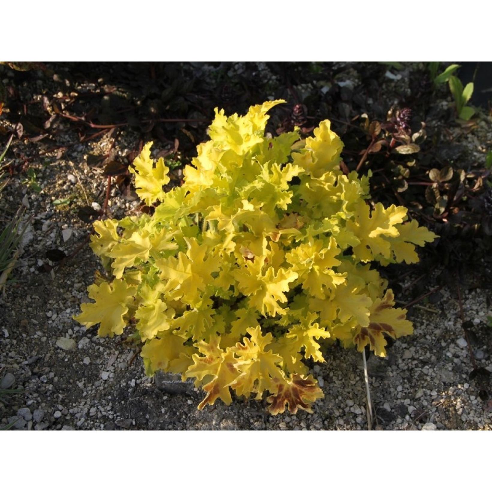 Heuchère Lime Marmalade Heuchera Vigoureuse, au feuillage crispé