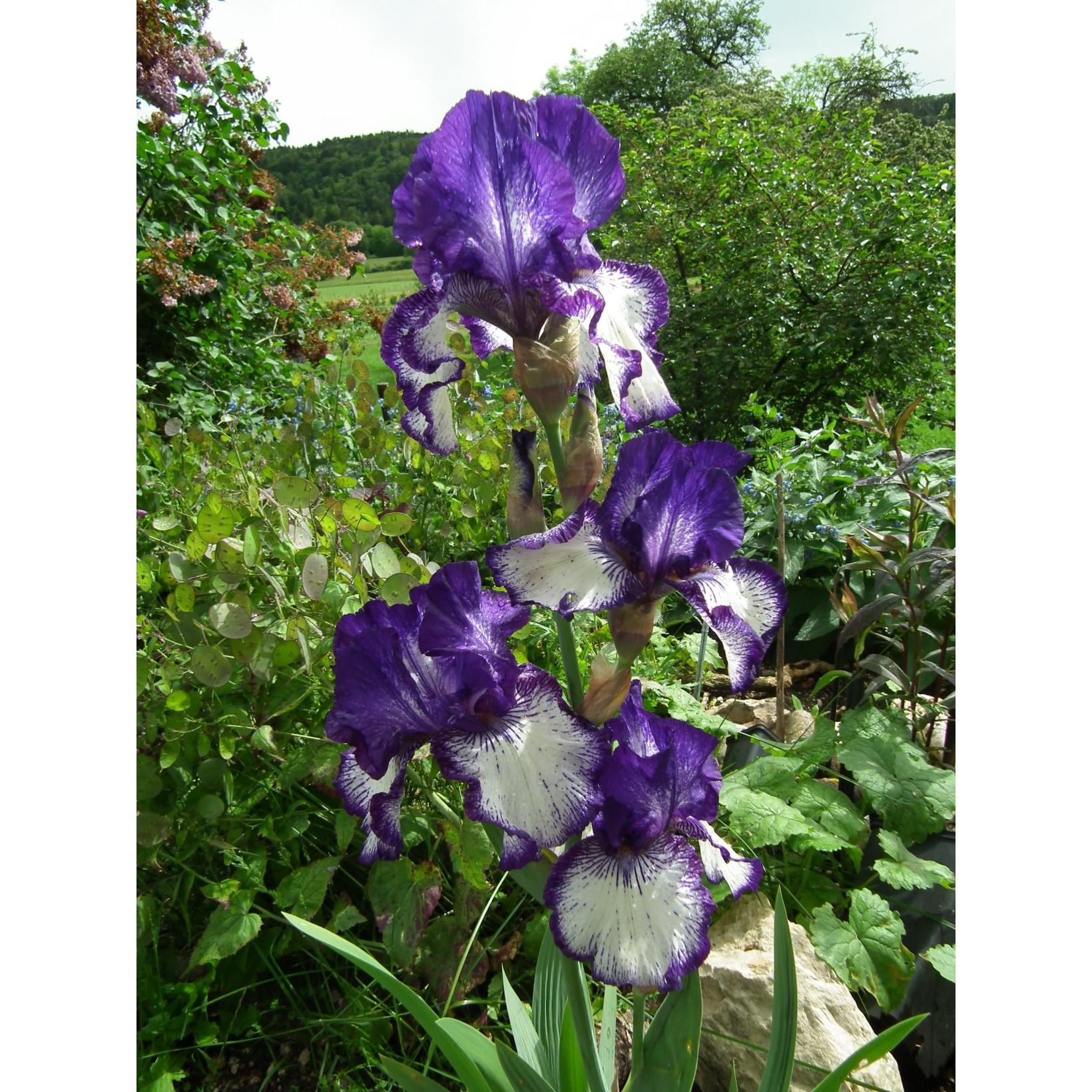 Iris germanica Art Déco Iris des Jardins violet foncé à barbe jaune
