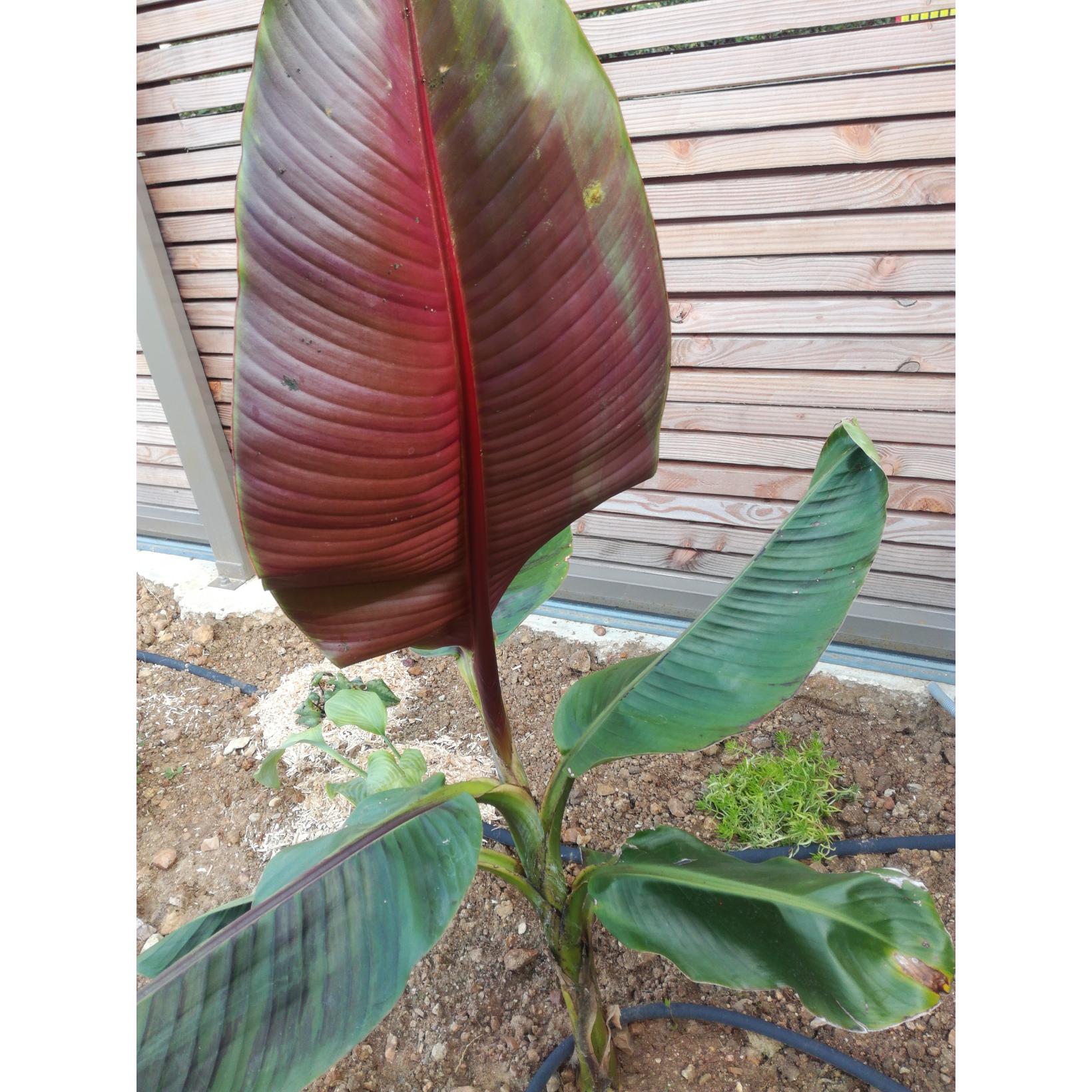 Musa Sikkimensis Red Tiger Bananier Du Sikkim Rustique Jusqu 12 C