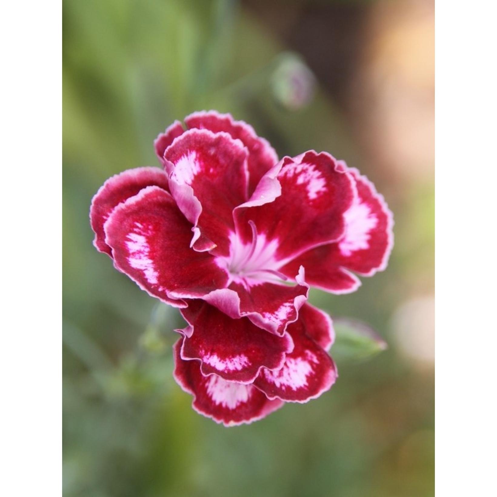 Dianthus allwoodii Romeo - Oeillet mignardise – De ravissantes fleurs roses