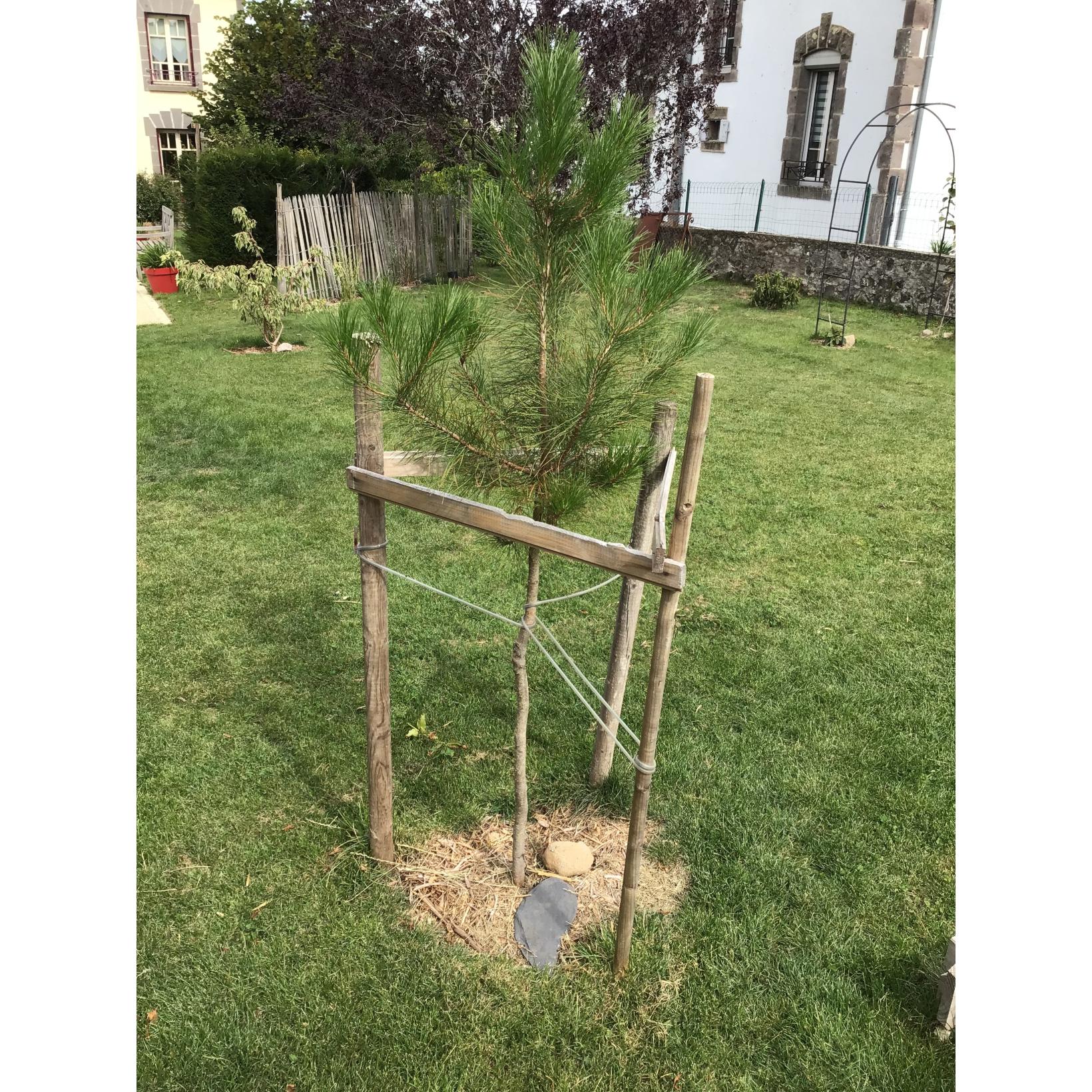 Pin radiata ou pin de Monterey - Pinus insignis à port très élégant