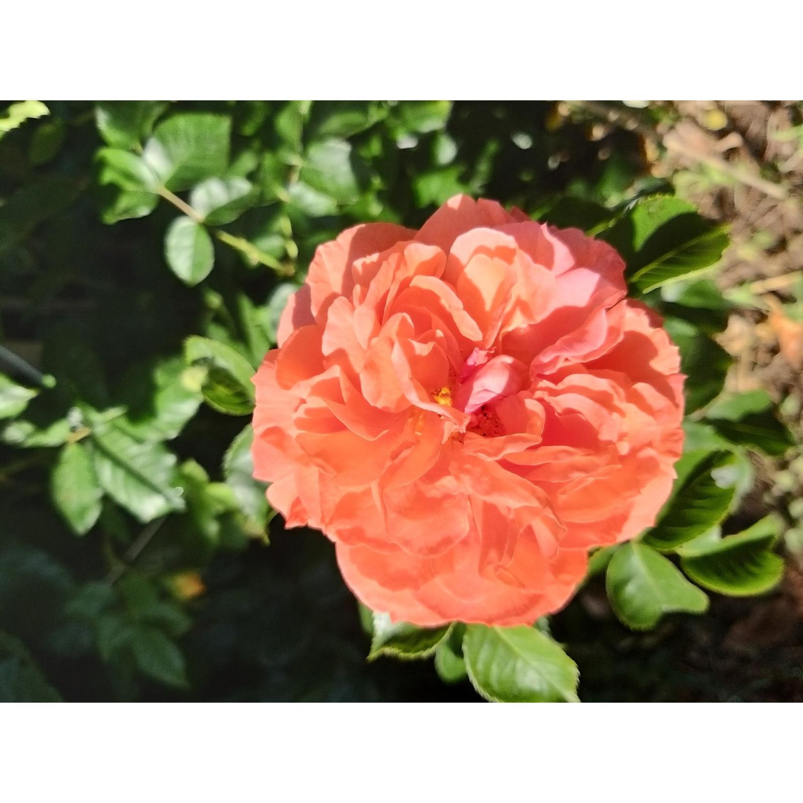 Rosier à fleurs groupées Orangerie - Roses doubles, orange intense ...