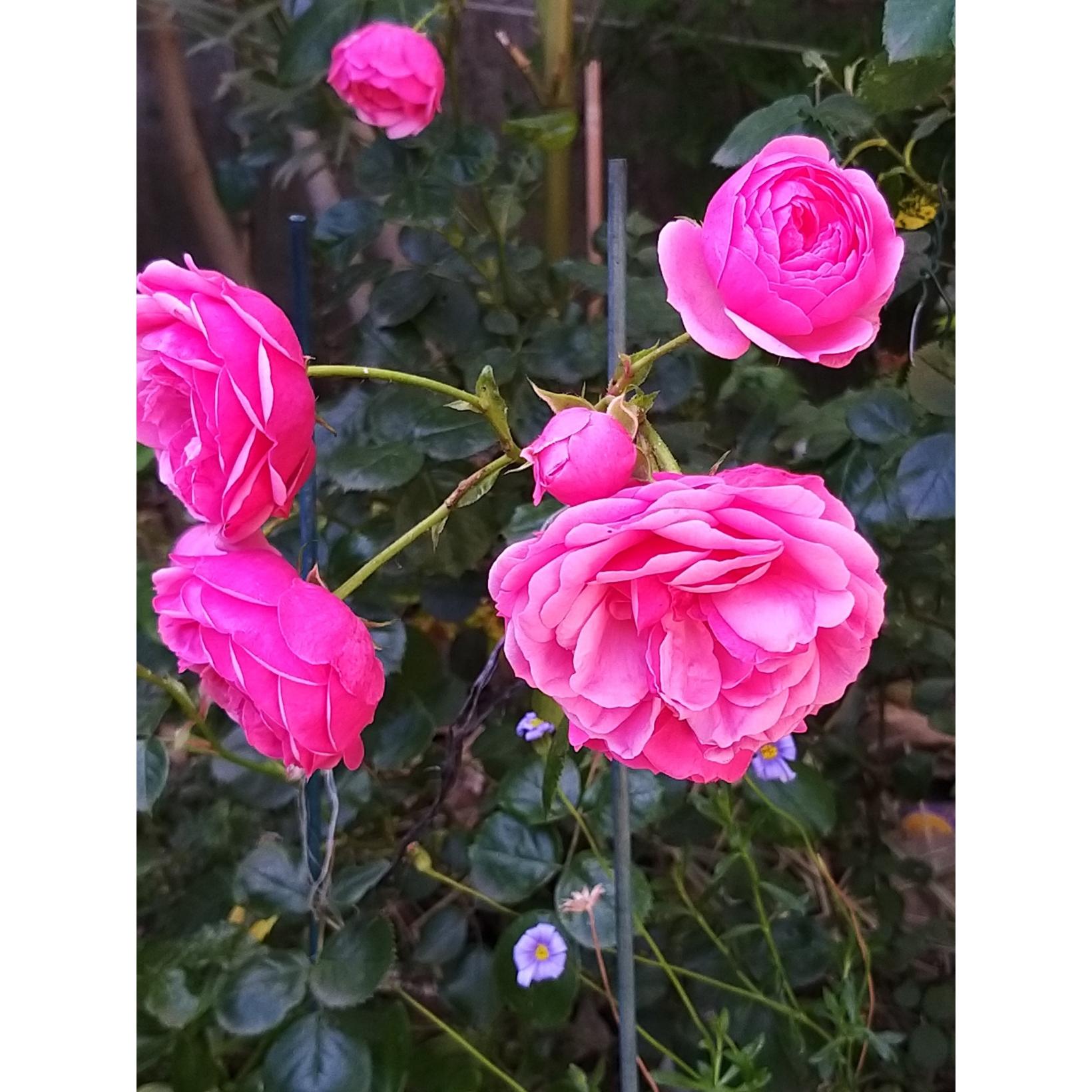 2x Rosier à Fleurs Groupées 'Pomponella' Kordes - Rosier Vigoureux Et Remontant