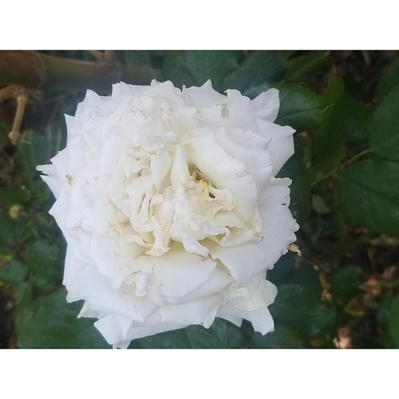Rosier à grandes fleurs Pape JeanPaul II Feurs blanc pur parfumées.