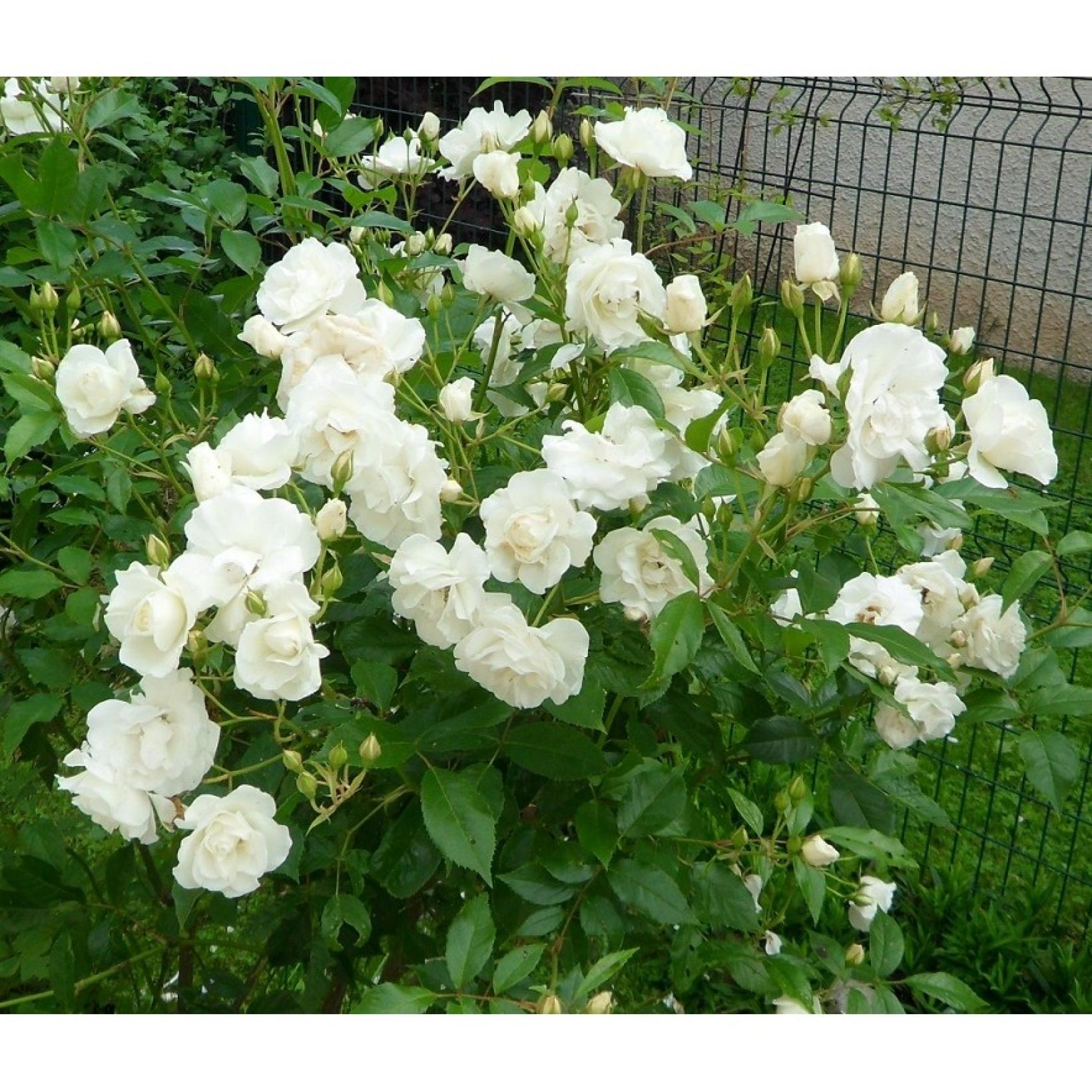 Rosier Iceberg, Fée des neiges le plus beau des rosiers blancs à