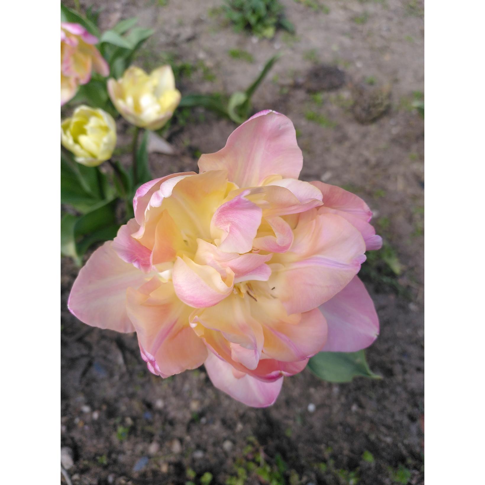 10 Bulbes De Tulipe Double 'Double Focus' – Rouge Et Jaune, Floraison Tardive – Pour Massifs Et Pots - 10