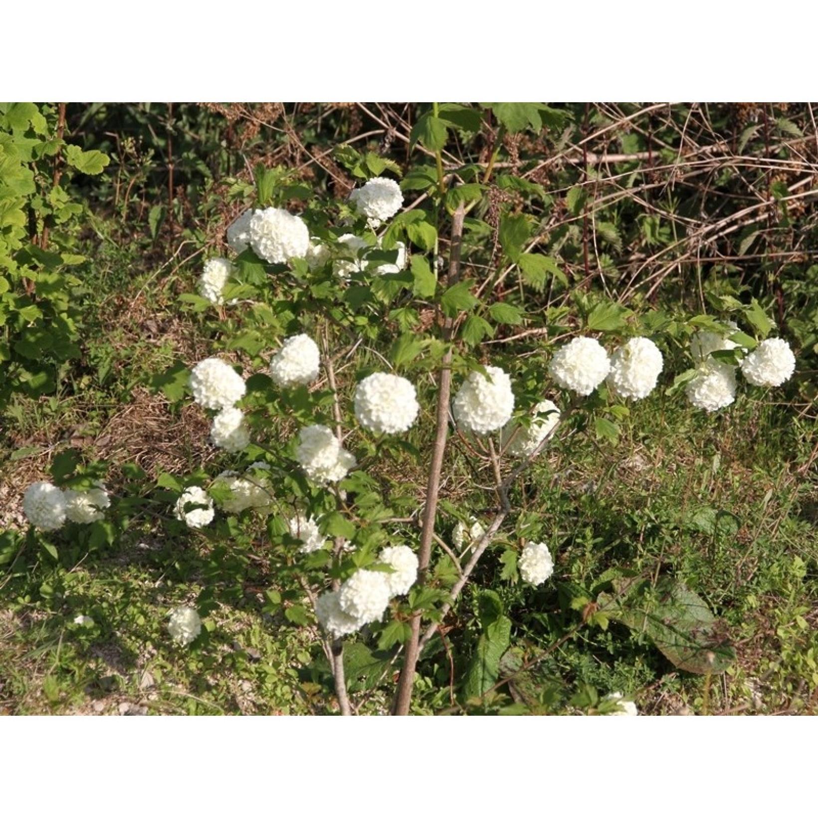 Tableau Impressionniste Nature Morte - Fleurs Boules De Neige Viburnum - Huile Sur Toile Signée 33x22 Cm