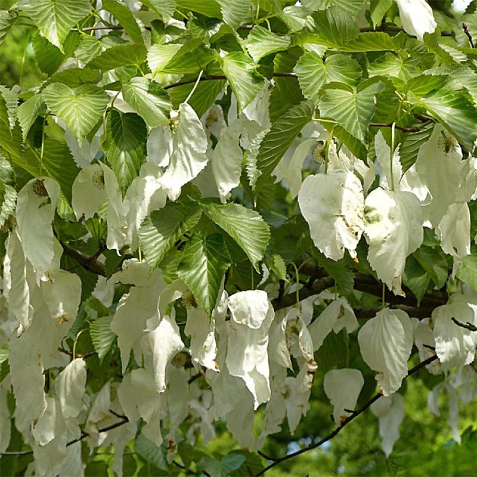 Davidia involucrata var. vilmoriniana arbre aux mouchoirs à grandes — free download