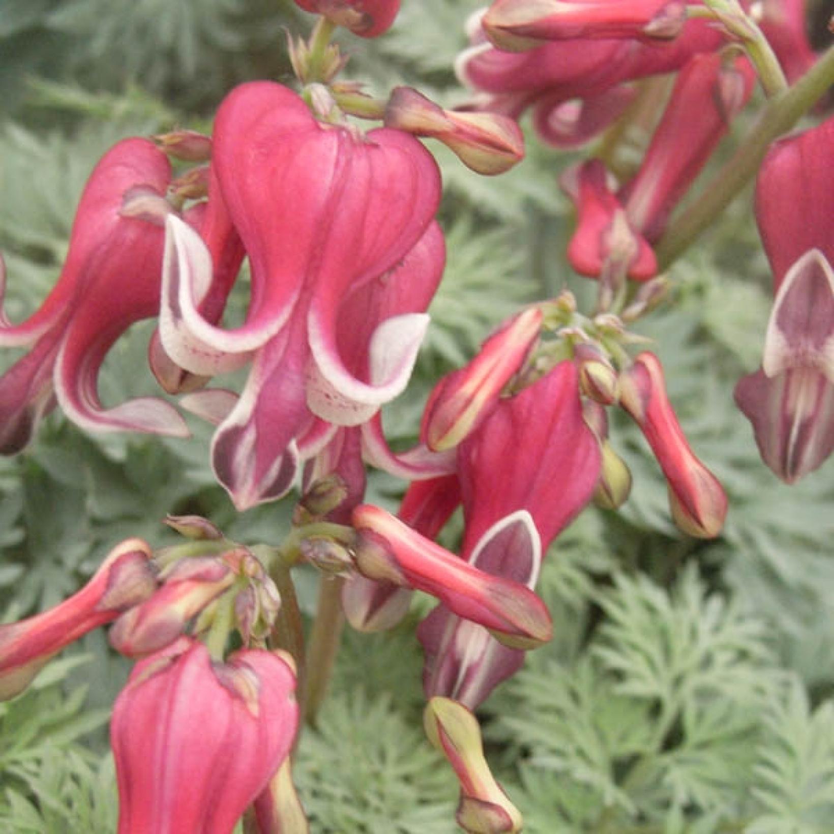 Dicentra King of Hearts Cœur de Marie Joli couvre sol à fleurs roses