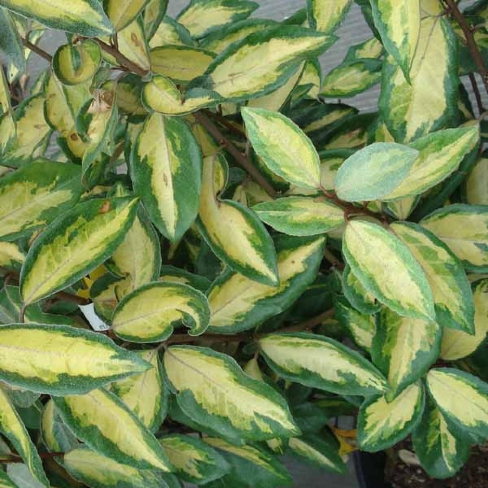 Chalef Limelight (Elaeagnus ebbingei 'Limelight') main image 1
