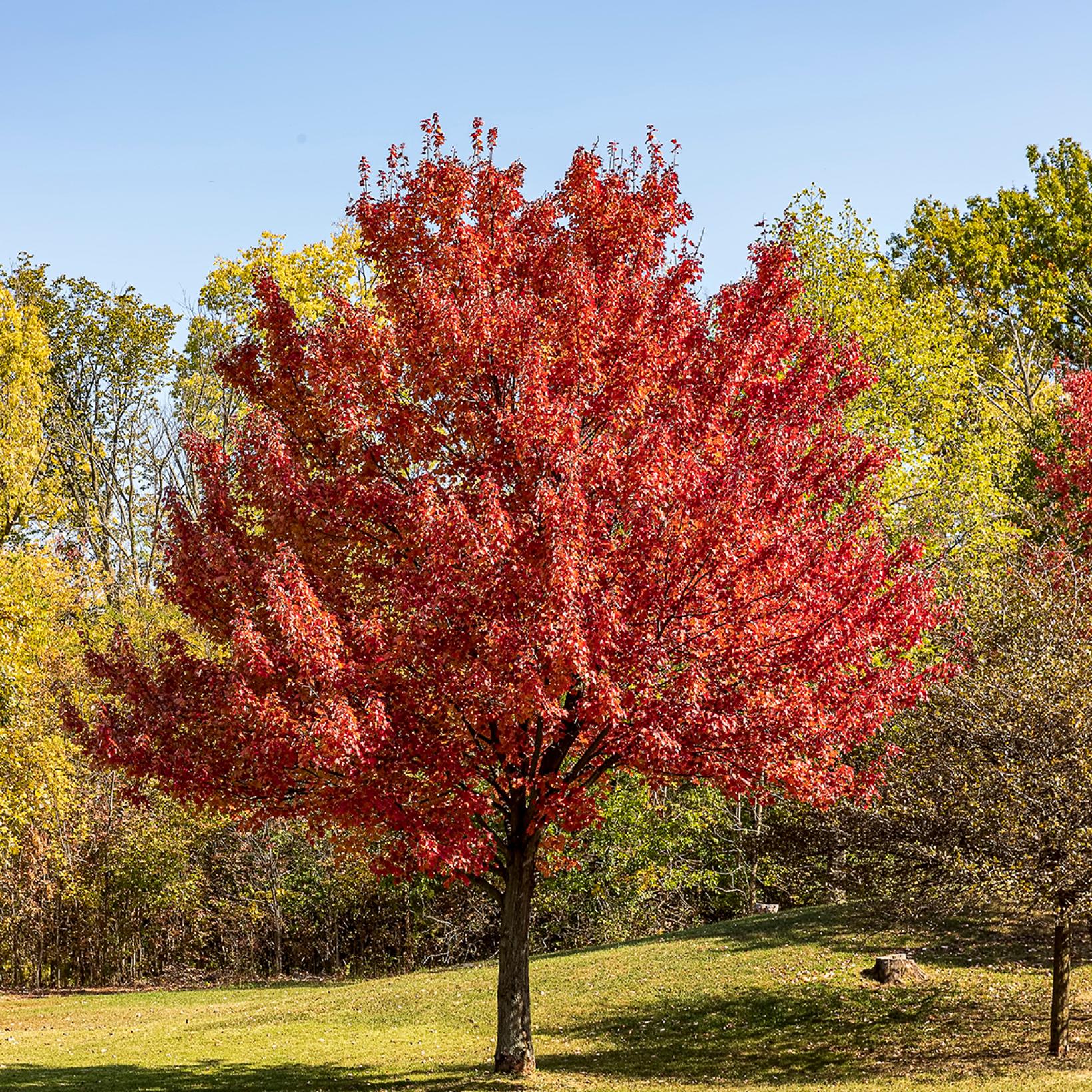 Érable rouge - Acer rubrum - Arbre de taille moyenne au feuillage rouge ...