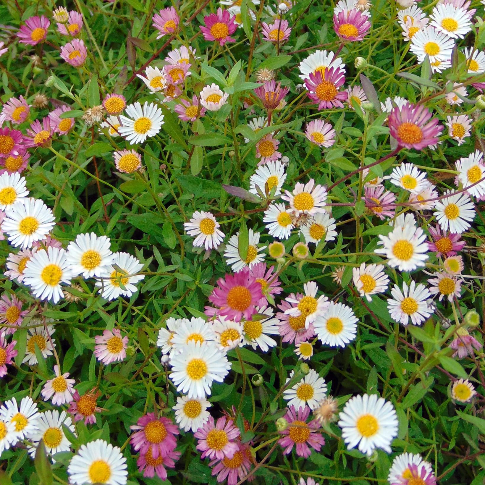 Erigeron Karvinskianus Profusion - Vivace Couvre-sol, Fleurs Blanches Et Roses D'avril à Novembre, Pot 3-4 L