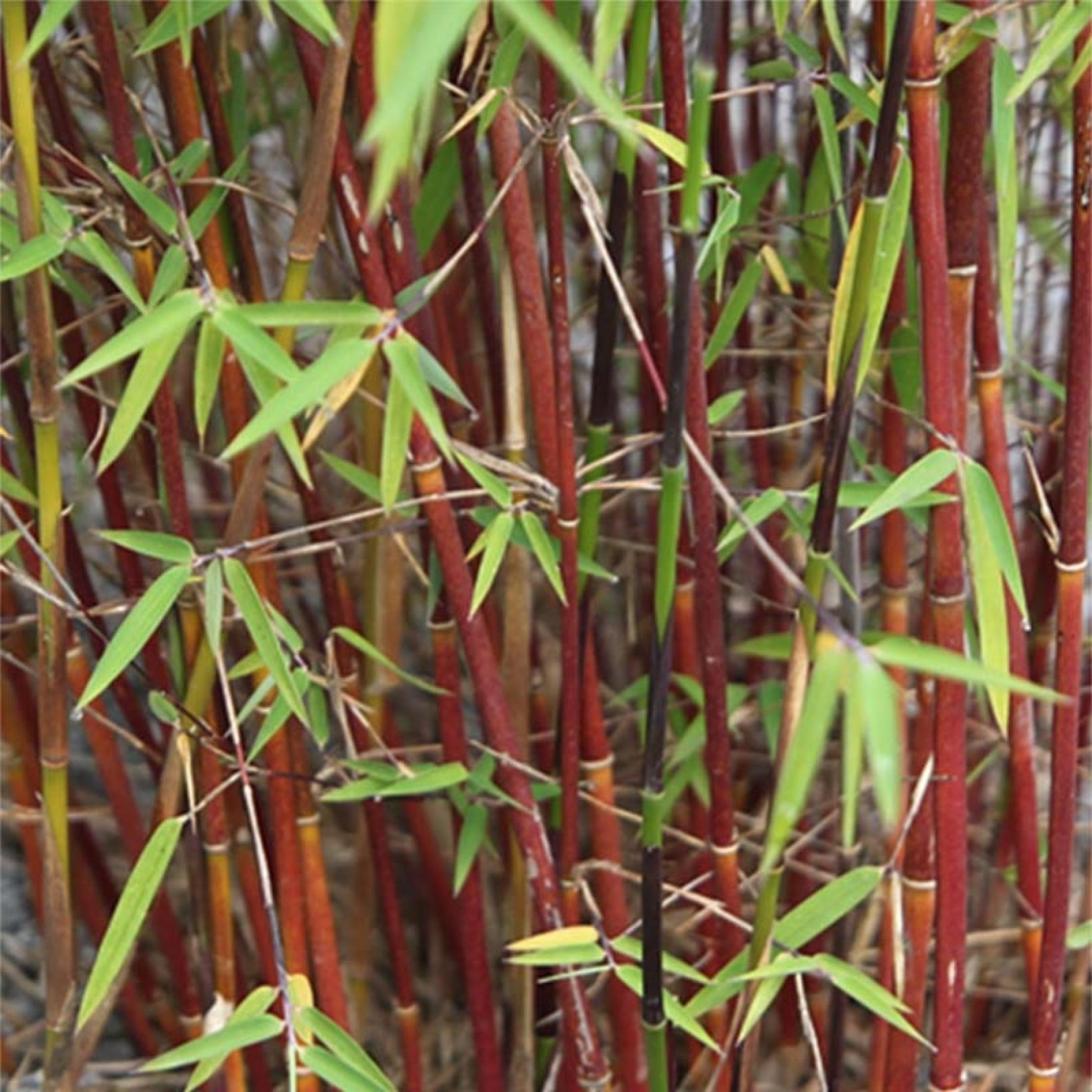 Plant in a Box - Fargesia nitida 'Red Dragon' - Set van 4 - Niet