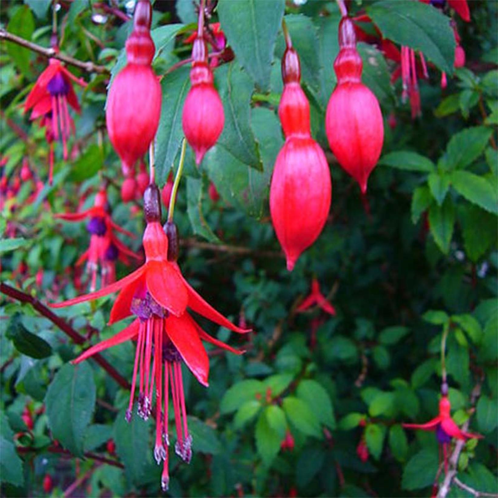 Fuchsia magellanica Riccartonii Fuchsia de Magellan arbustif et rustique — free download