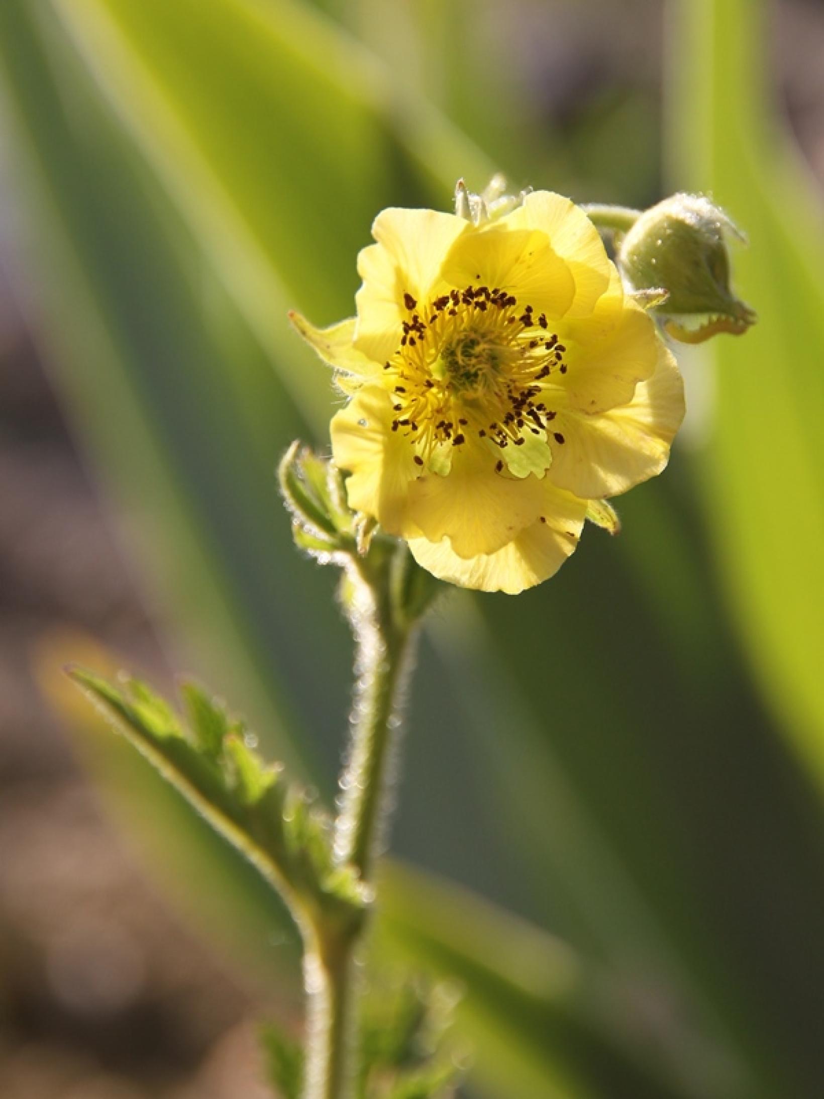 Geum Banana Daiquiri Benoite semidouble jaune citron (série Cocktail)